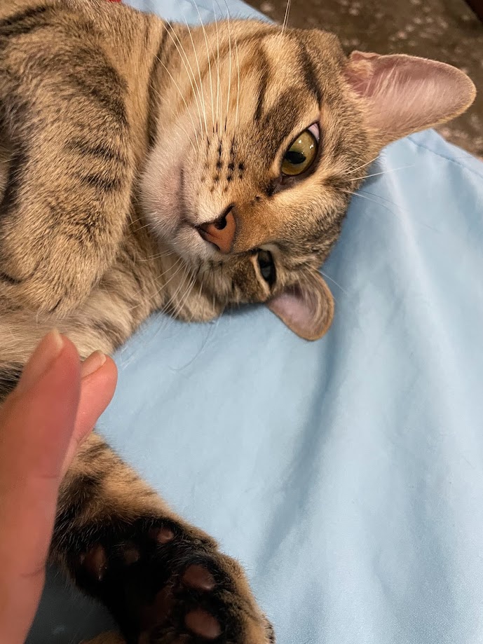 Adorable feline antics