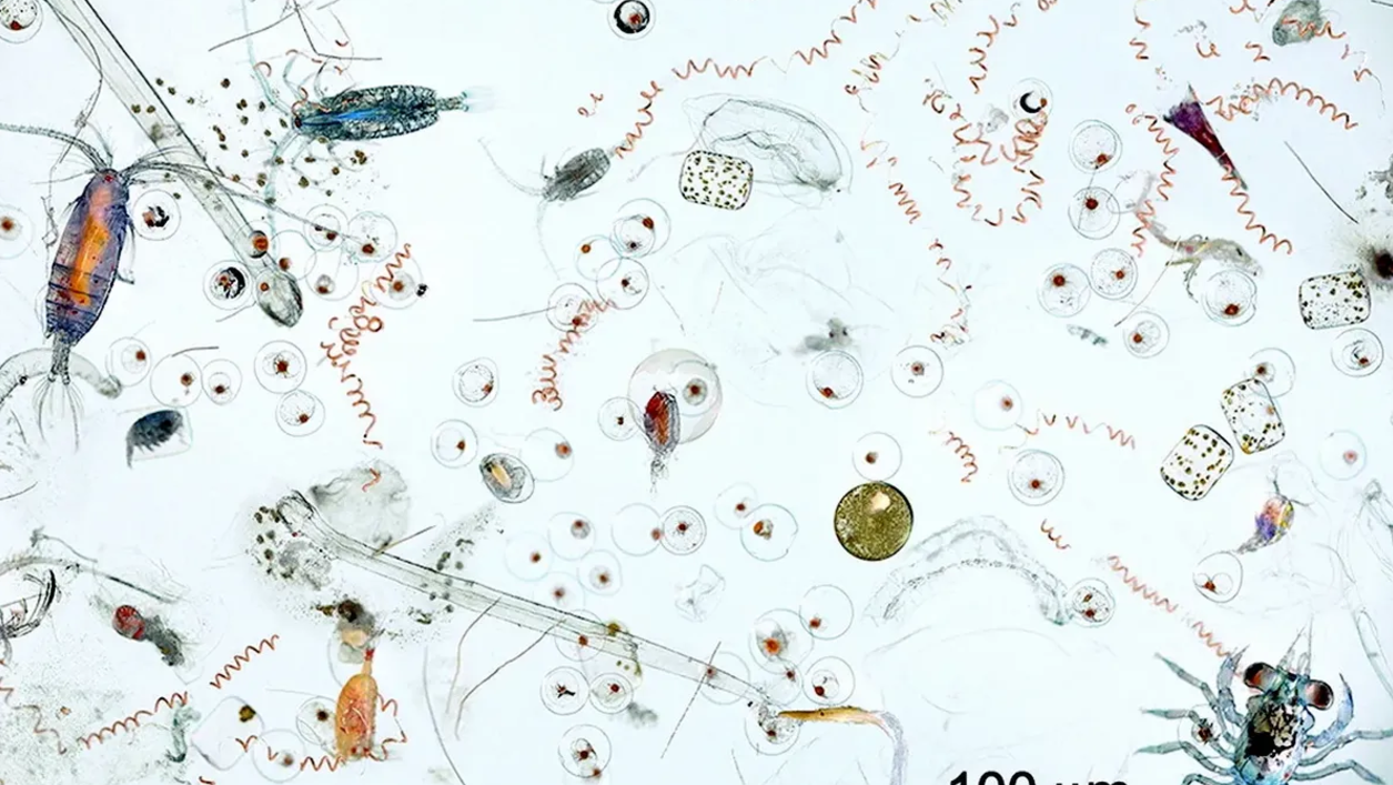 Discovering the Hidden Treasures of Seawater