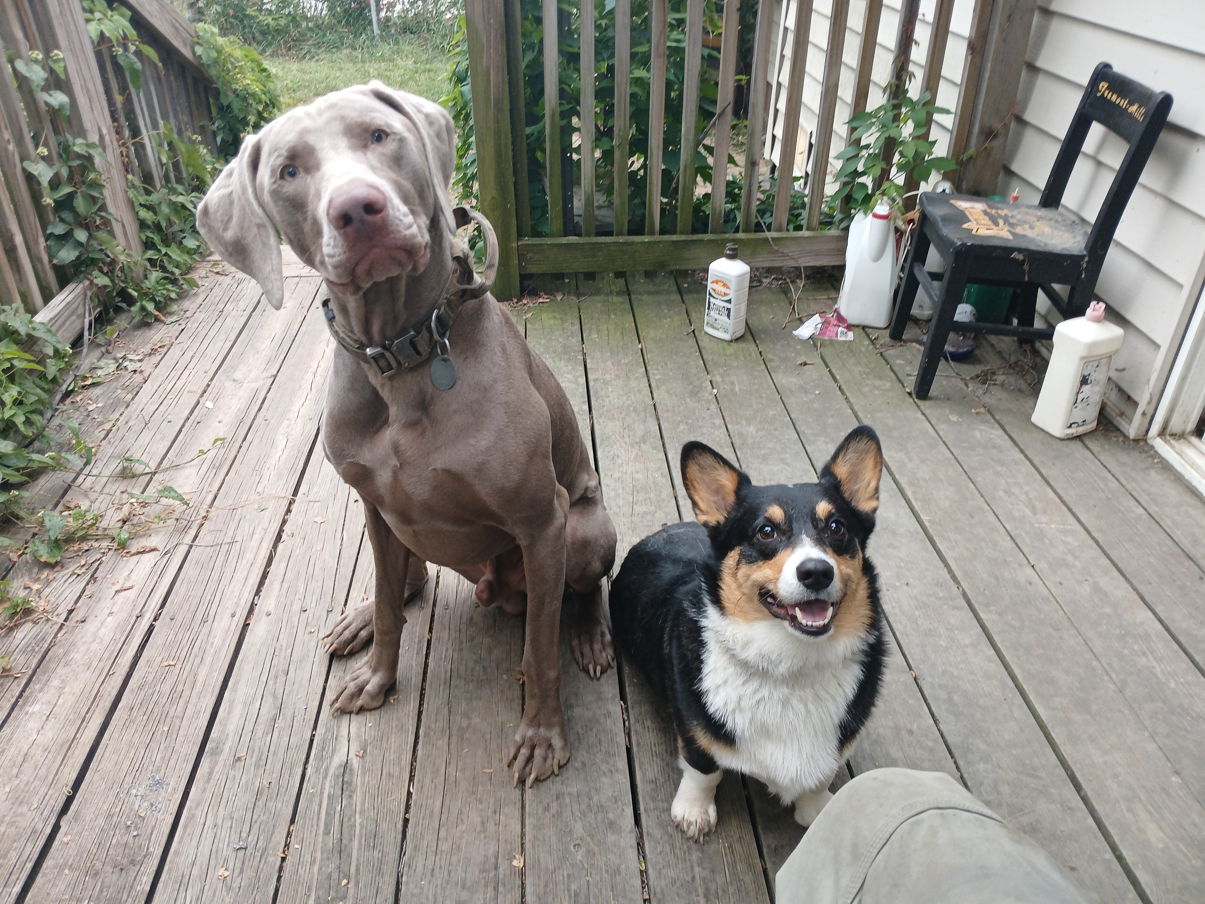 I’m not sure about the snowballs, but check out my adorable puppies!