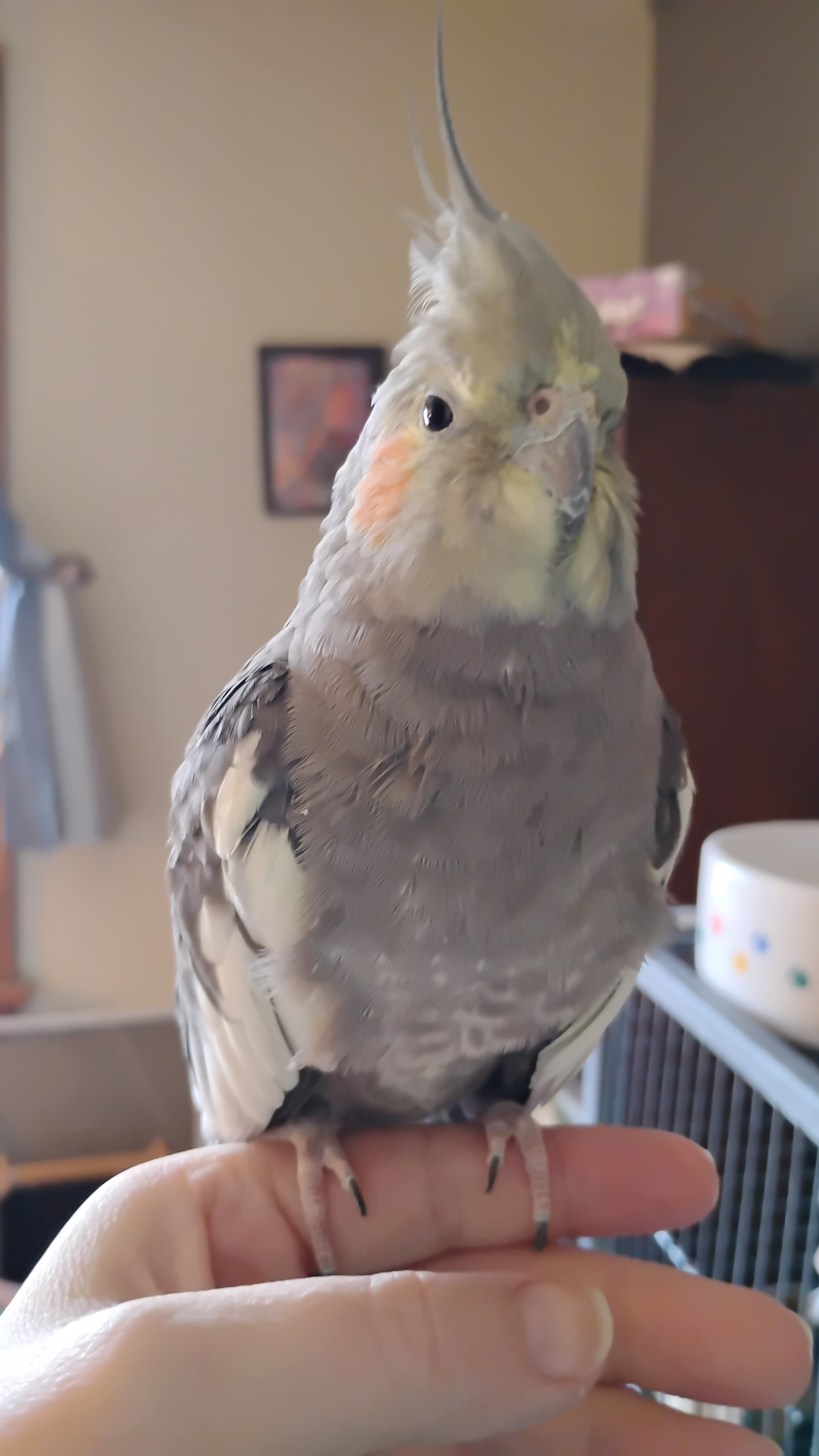 Here Are Two Adorable Birds to Brighten Your Day