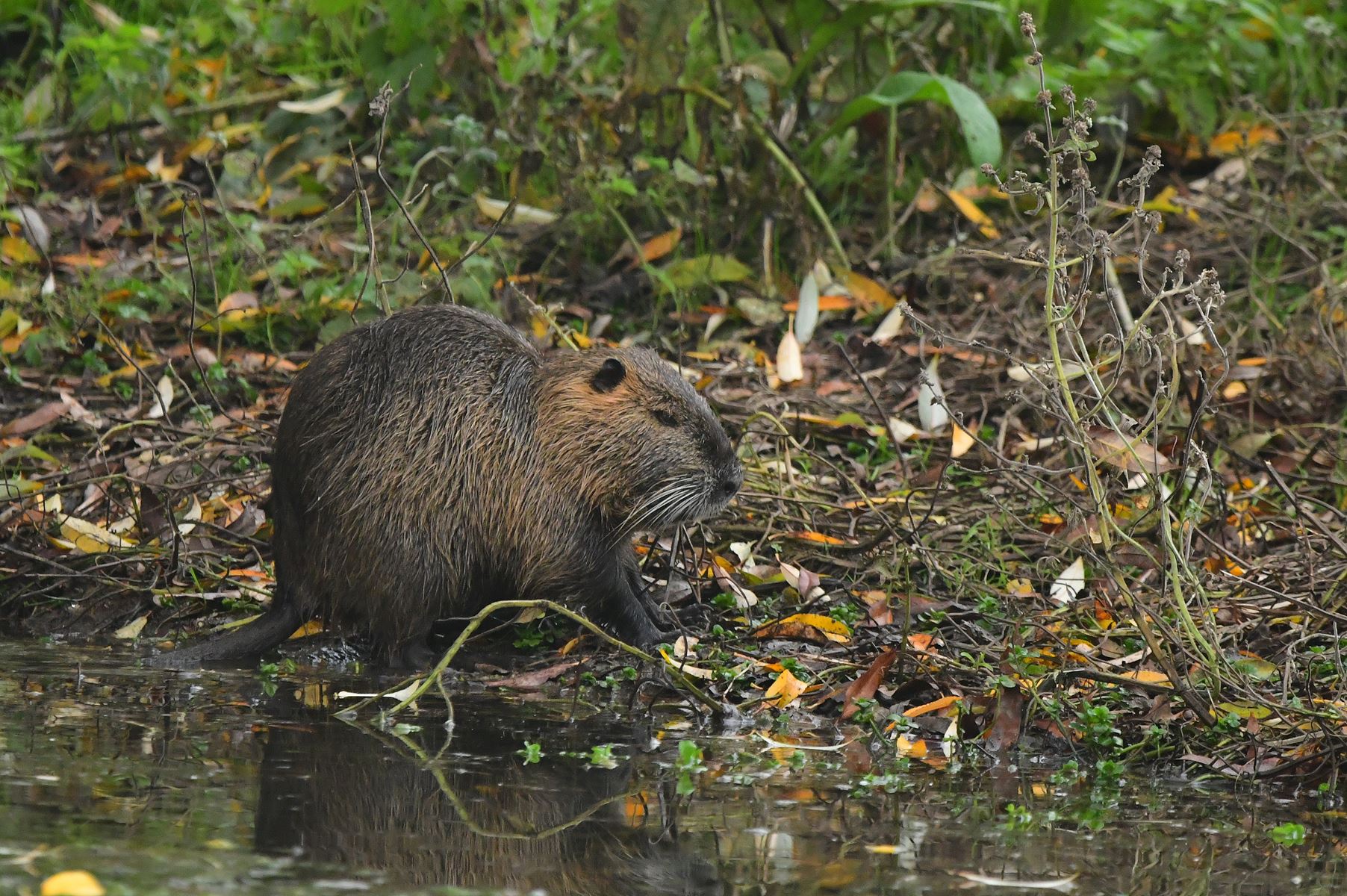 Ragondin: The Unlikely Star of the Wetlands