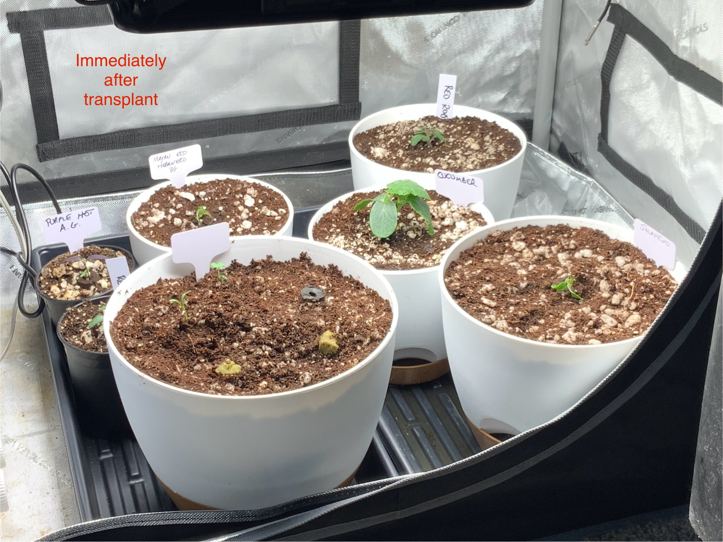 Transplanting Spare Plants into New Pots