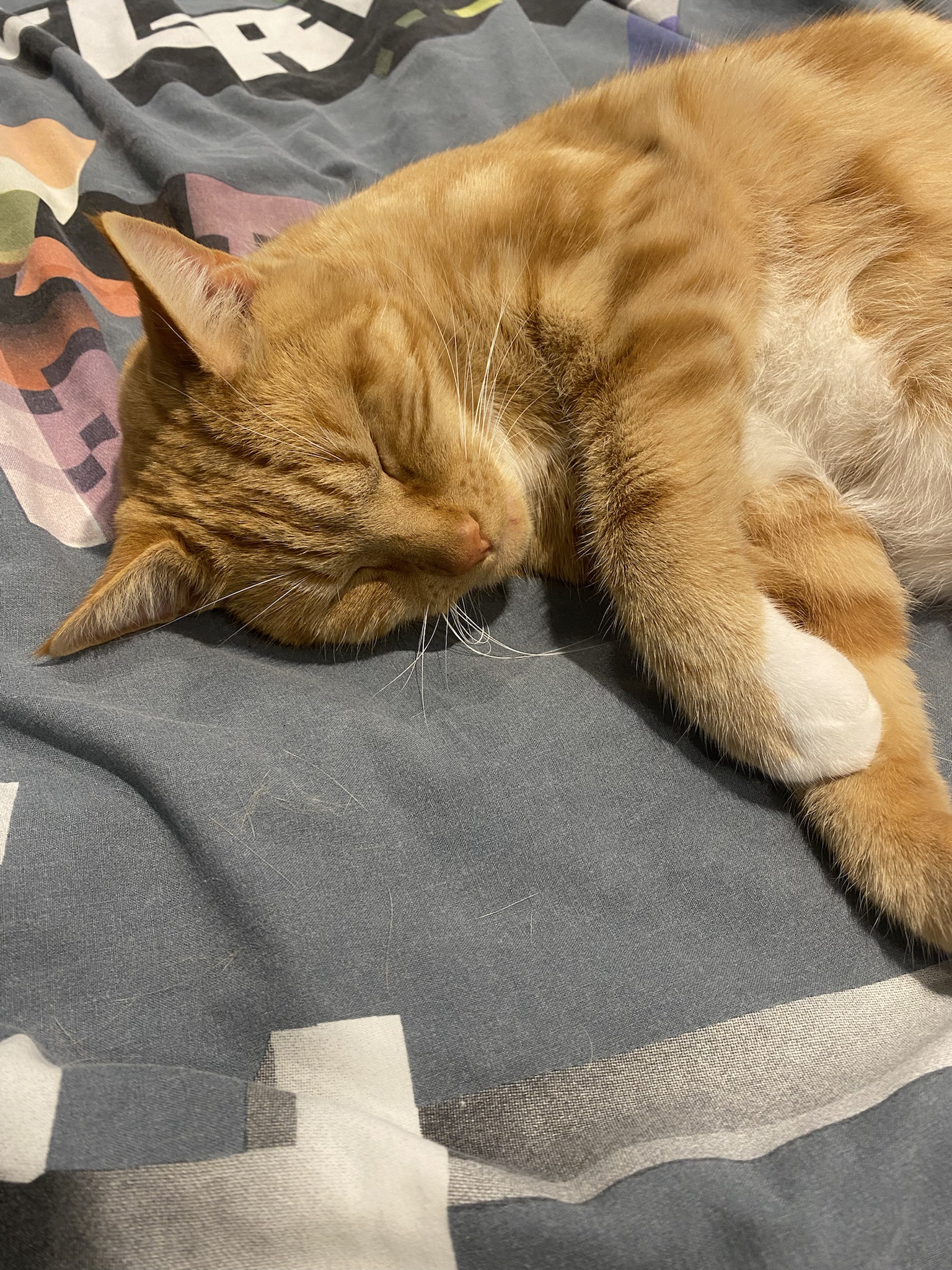 Biscuit's Daily Snapshot: A Glimpse into His World