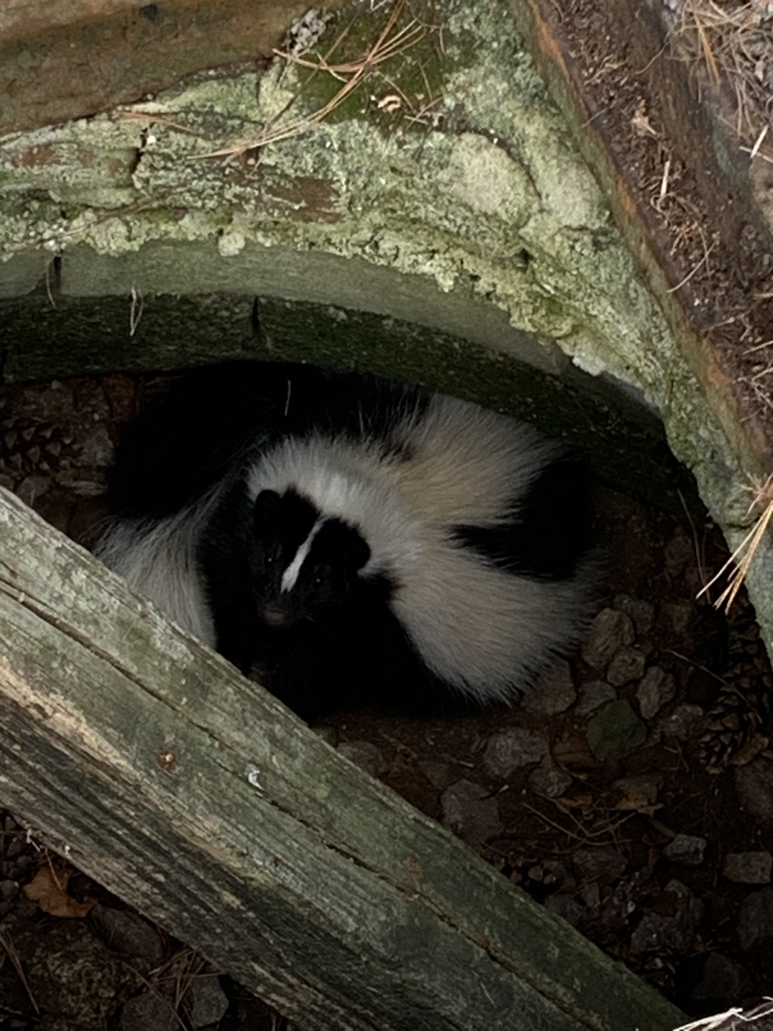 Mission Accomplished: Operation Skunk Rescue