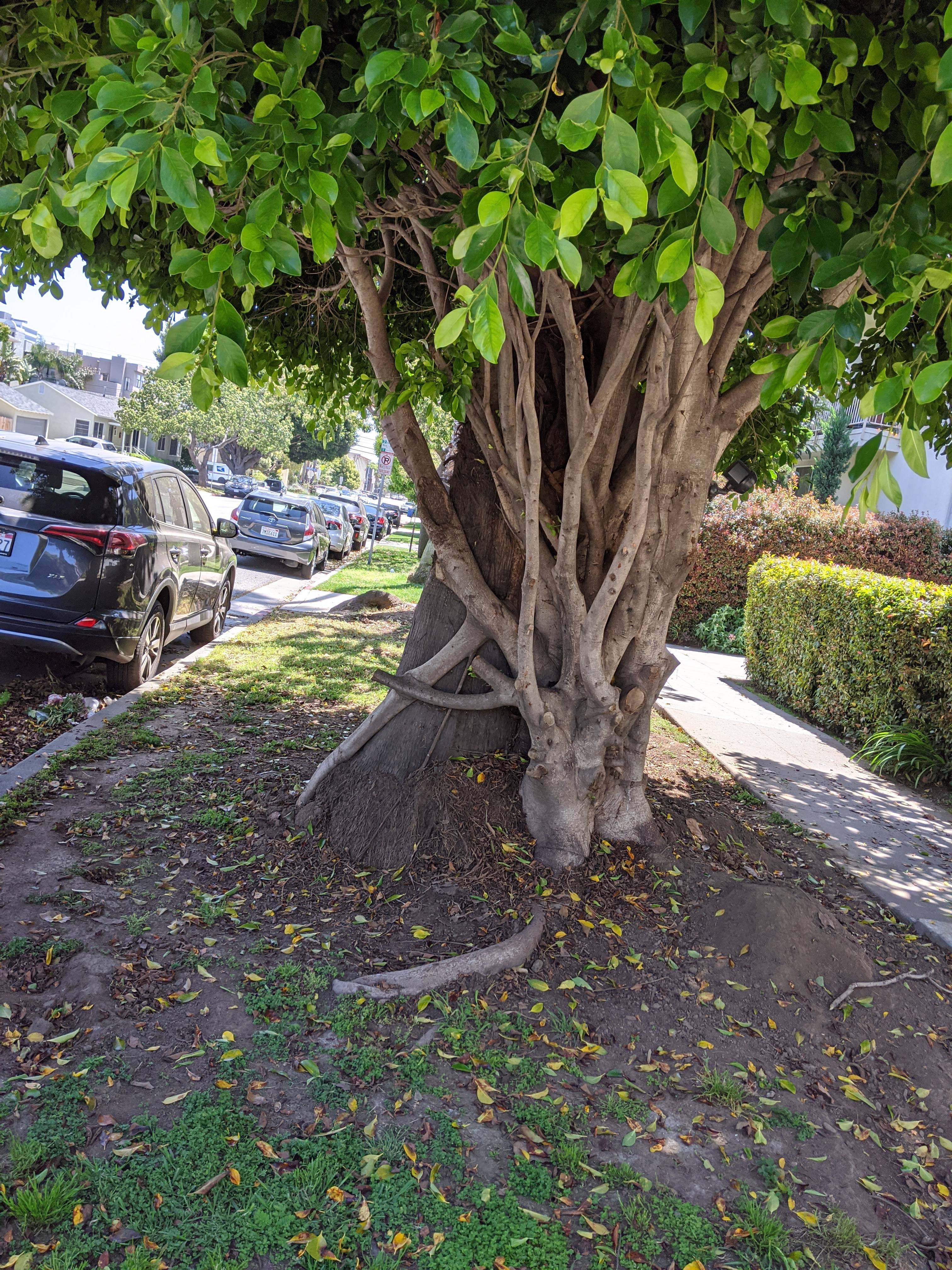 Is it a Strangler Fig or Trees in a Loving Embrace? The Mystery Awaits!