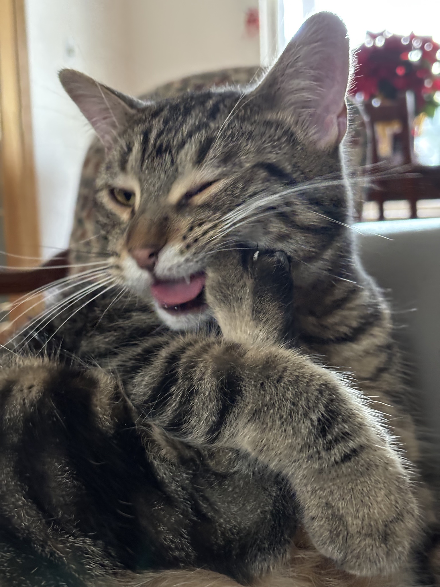 Sally's self-paw-pedicure in action!