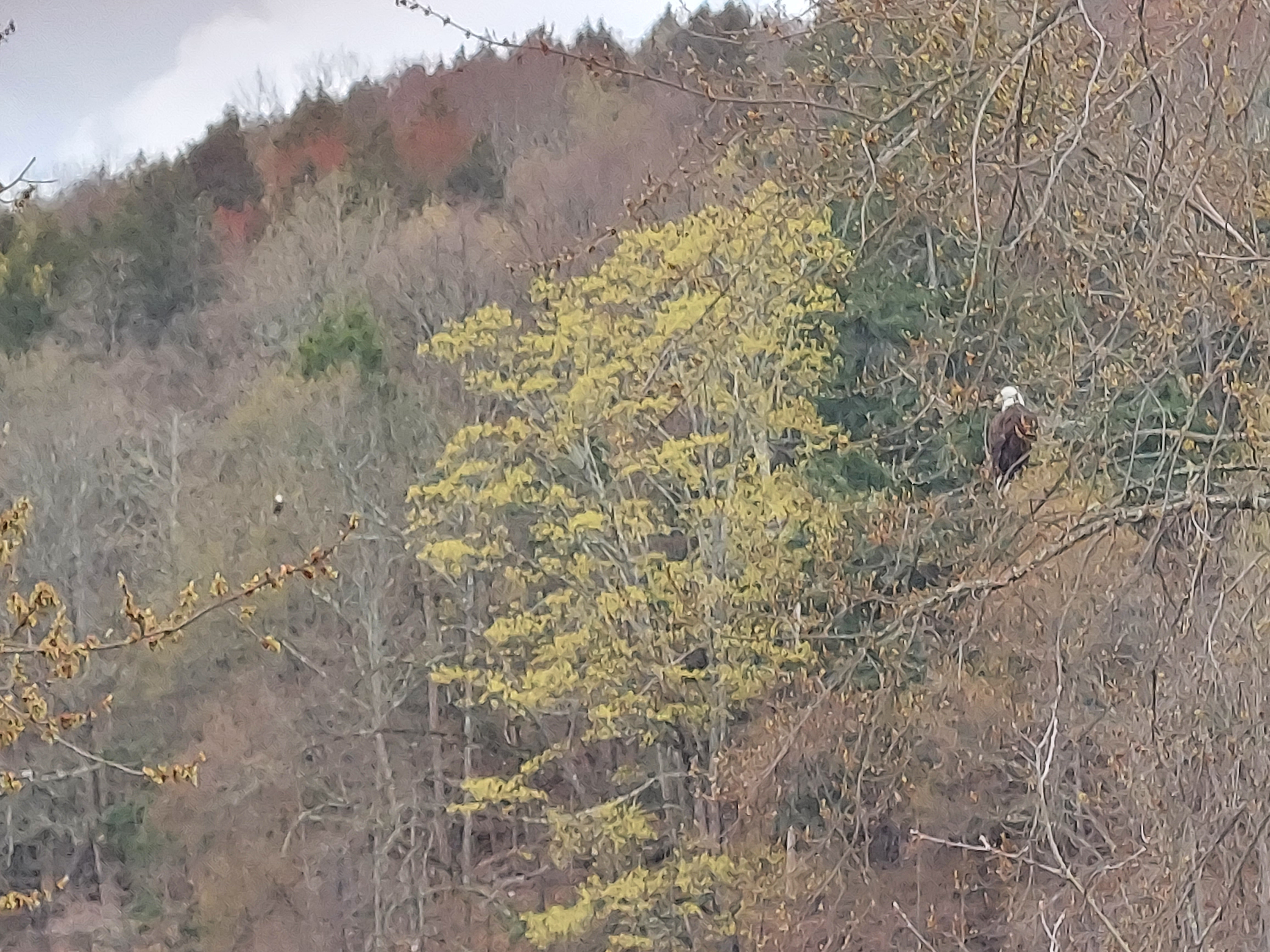 Eagles making their presence known in the backyard.