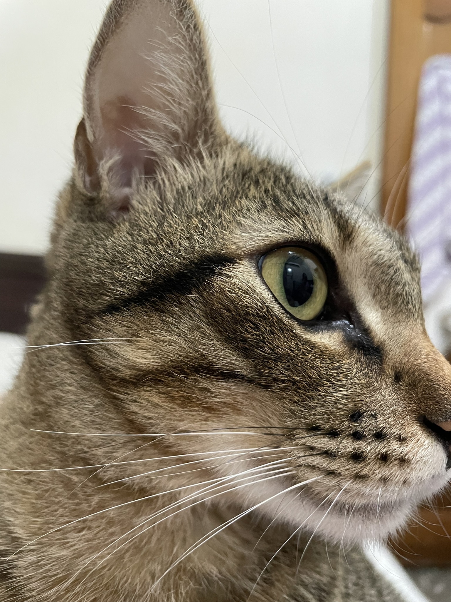 The Cat with the Most Captivating Gaze