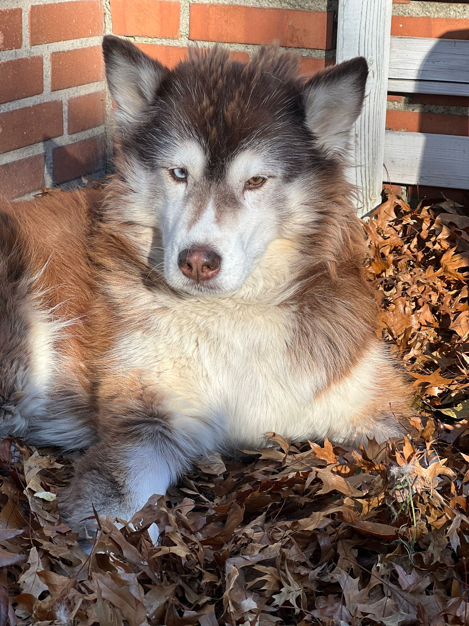 Remembering Her: She Passed Away Last Night