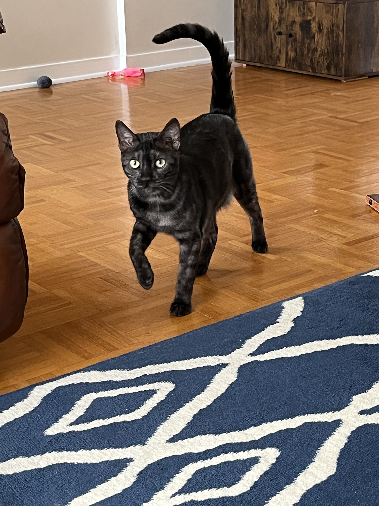 Meet My Smokey Bengal: The Feline Star of the Show