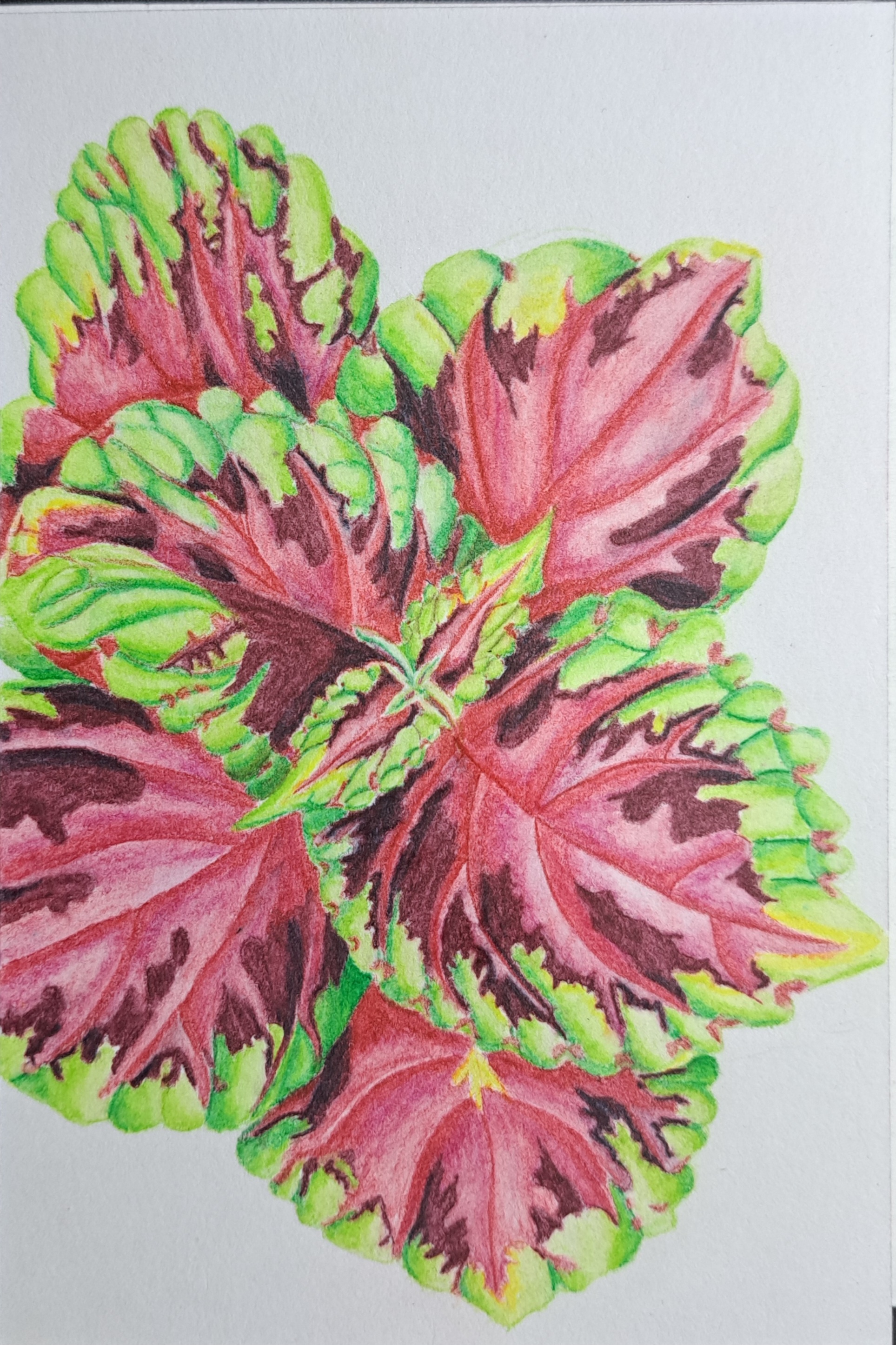 A vibrant explosion of colors that brighten the day