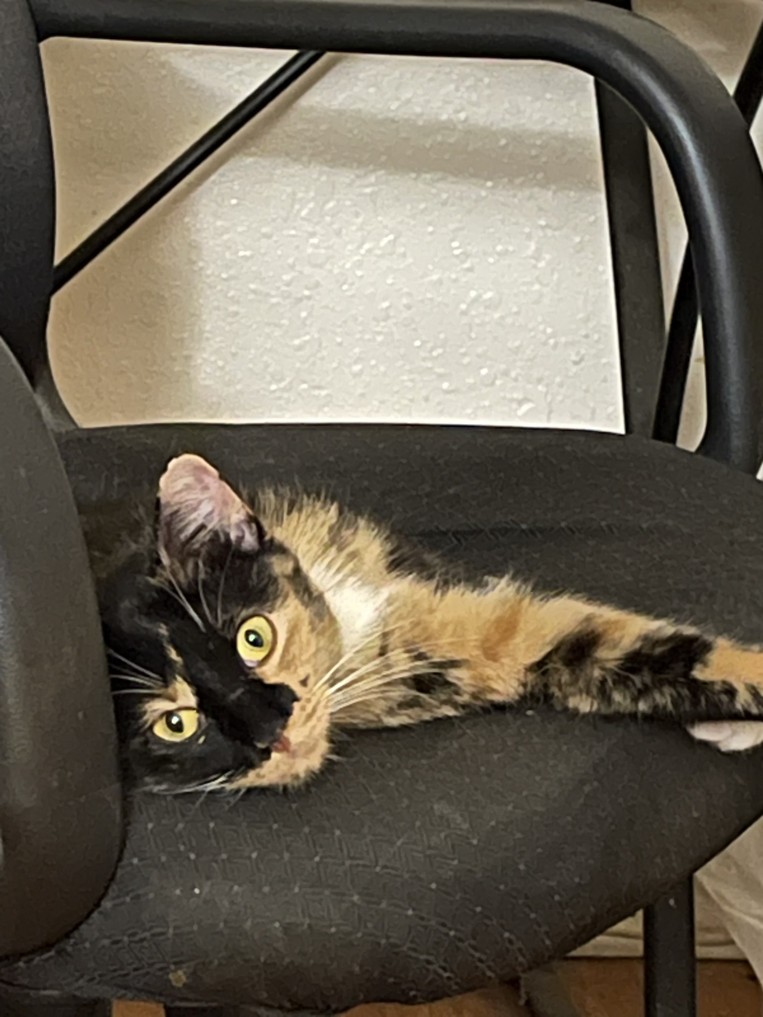 Meet Zoot, the star of the show!