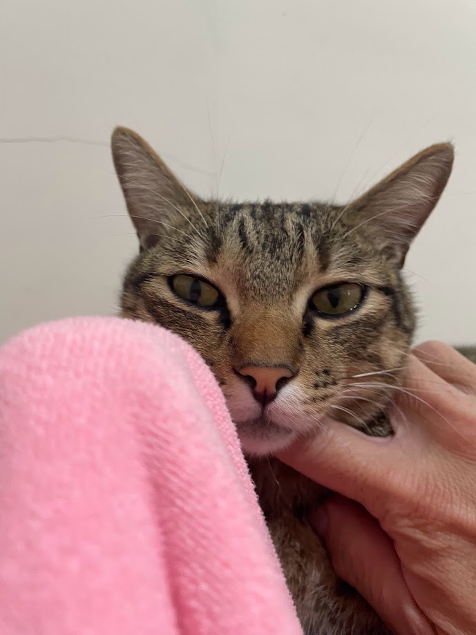 The Adorable Cat Chronicles