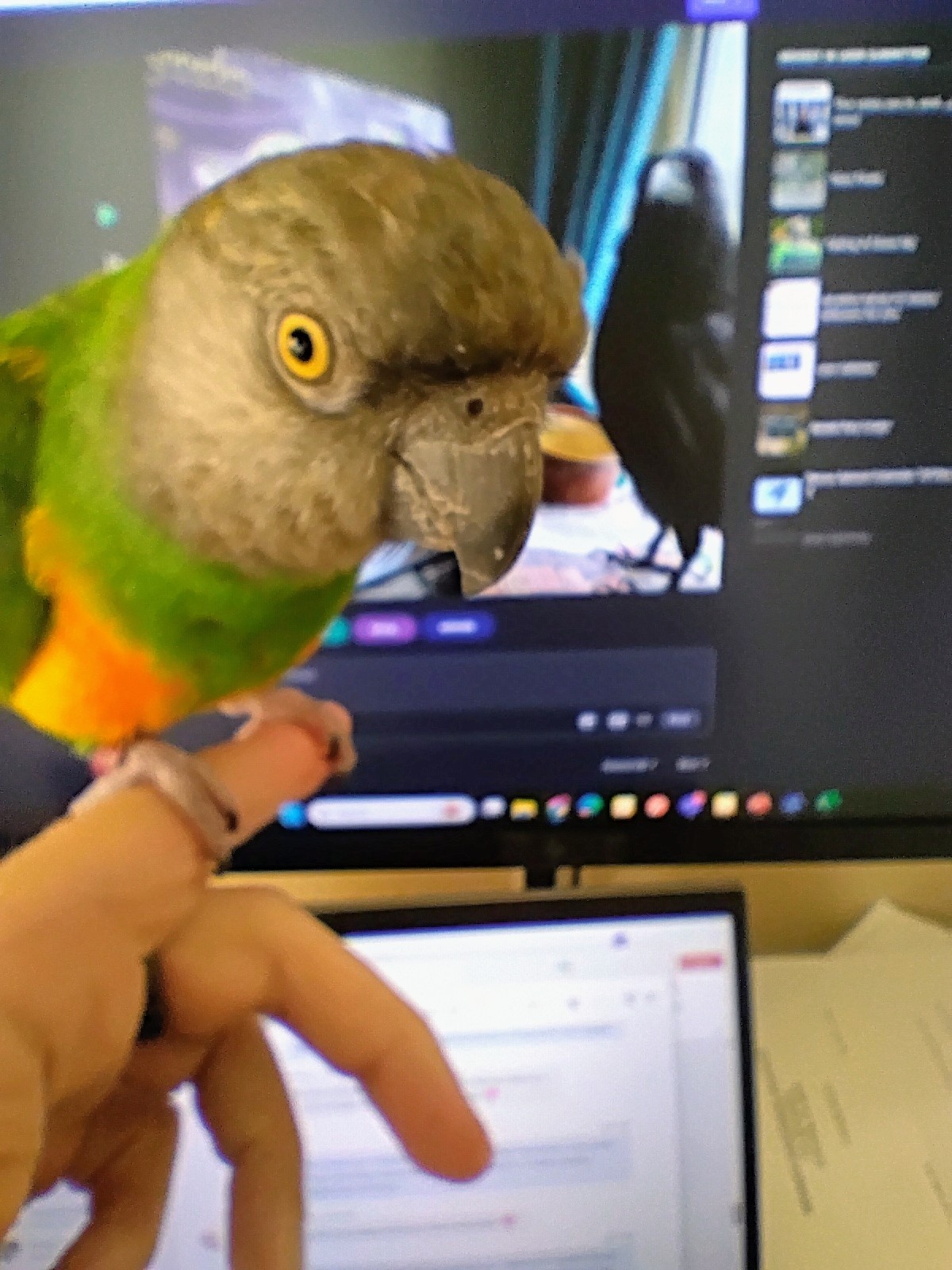 My Feathered Friend Helping Me Upvote Birbs This Morning