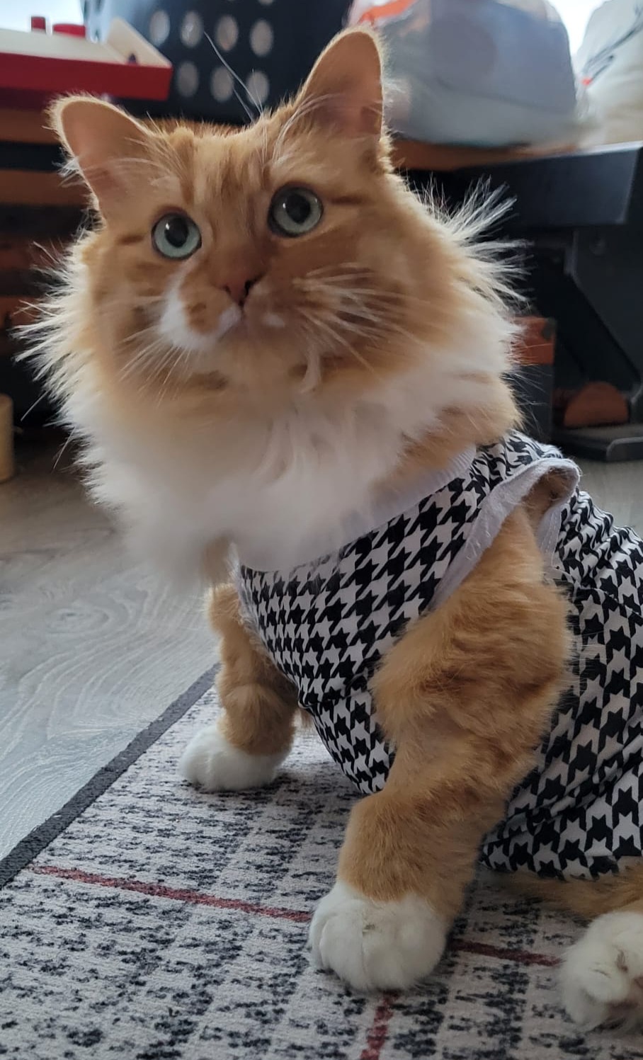 Your Adorable Caturday Snapshot of Betty