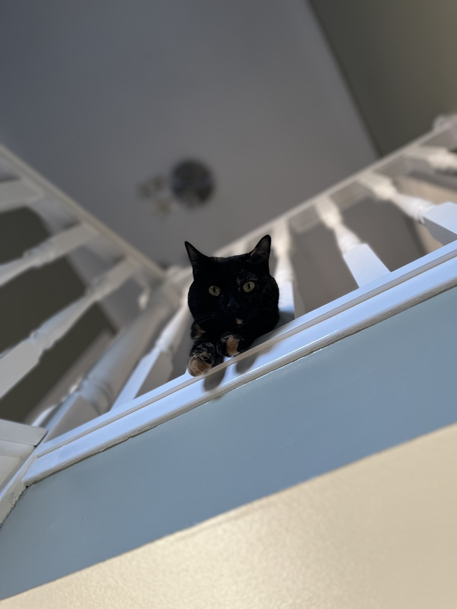 Pepper's New Adventure: She Just Found Stairs and Loves Them!