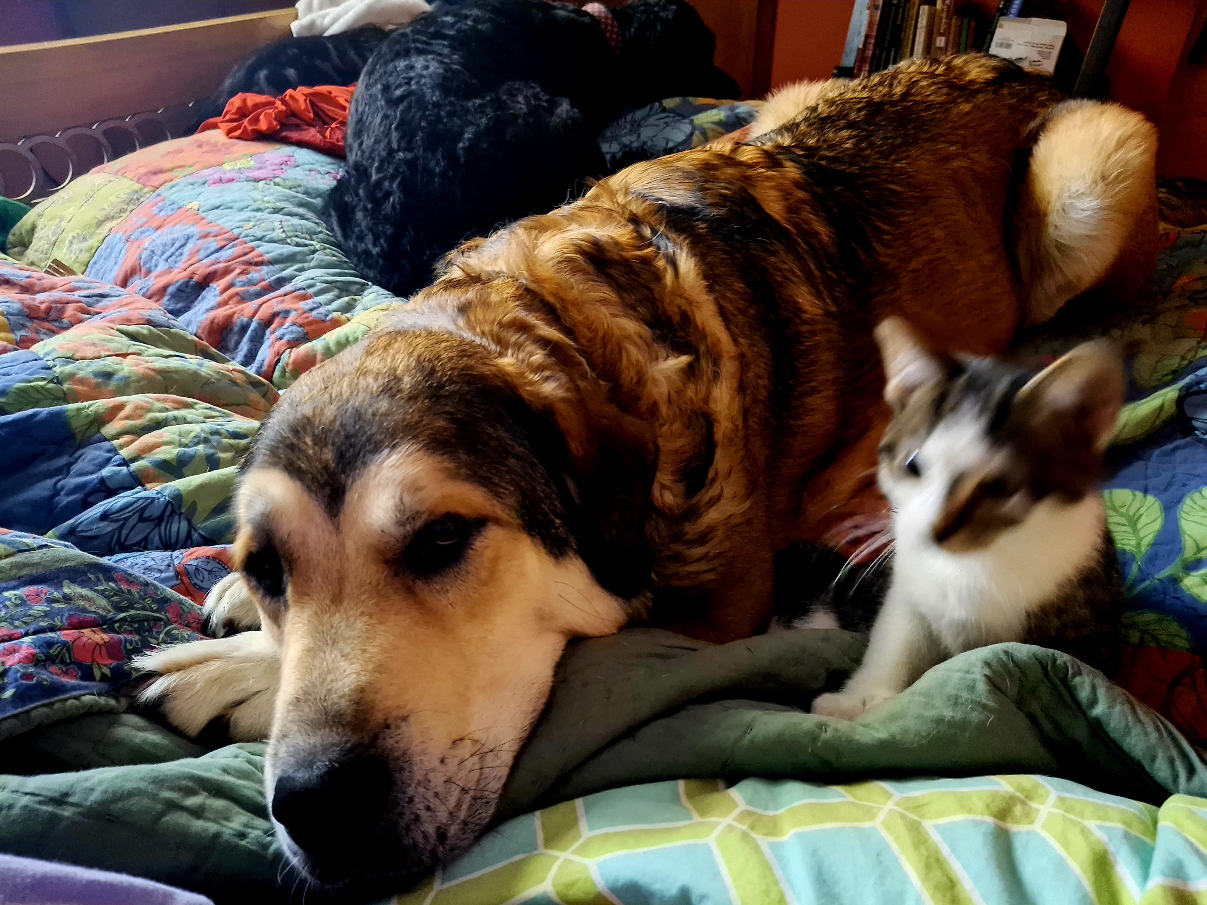 Celebrating Zeusy's 6th Birthday: The Ultimate Protector