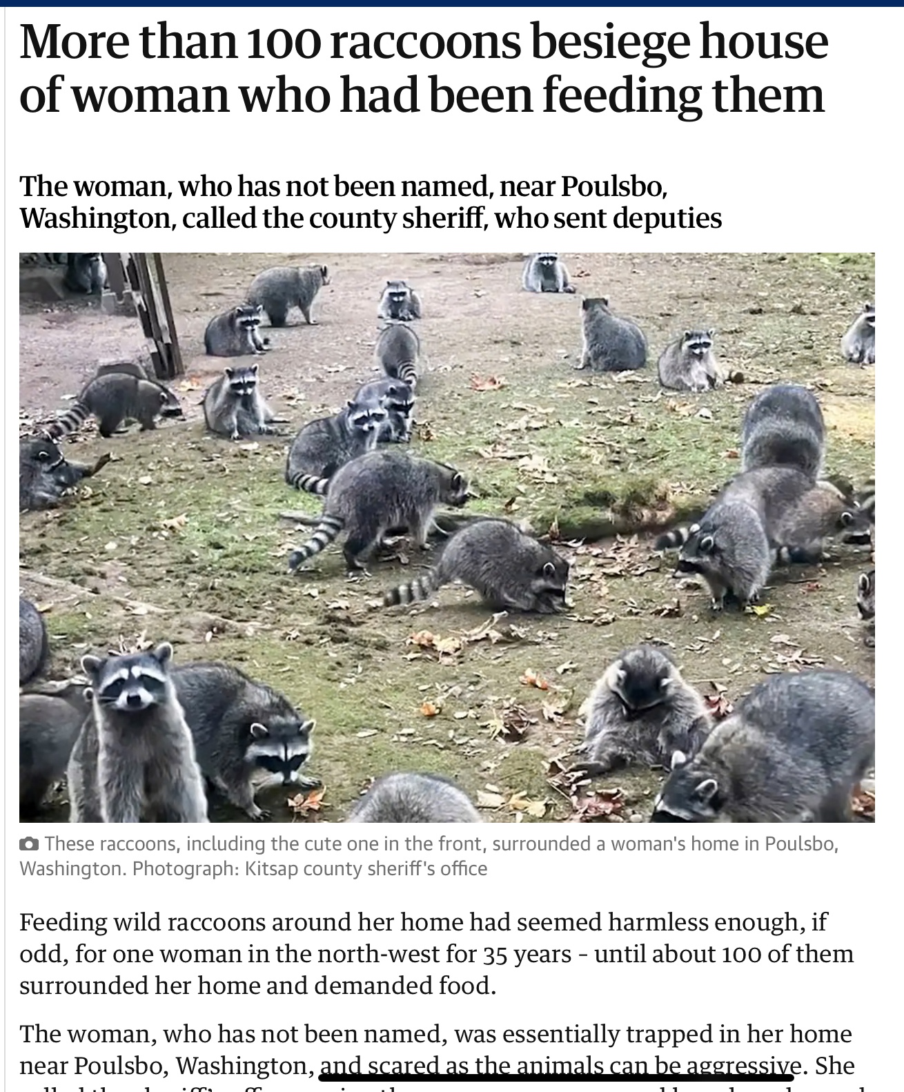 Please, No Feeding the Raccoons!