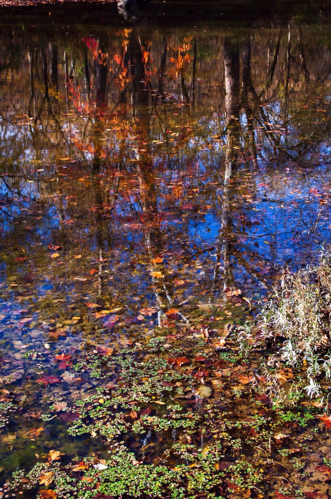 Deep Reflections: A Moment of Contemplation
