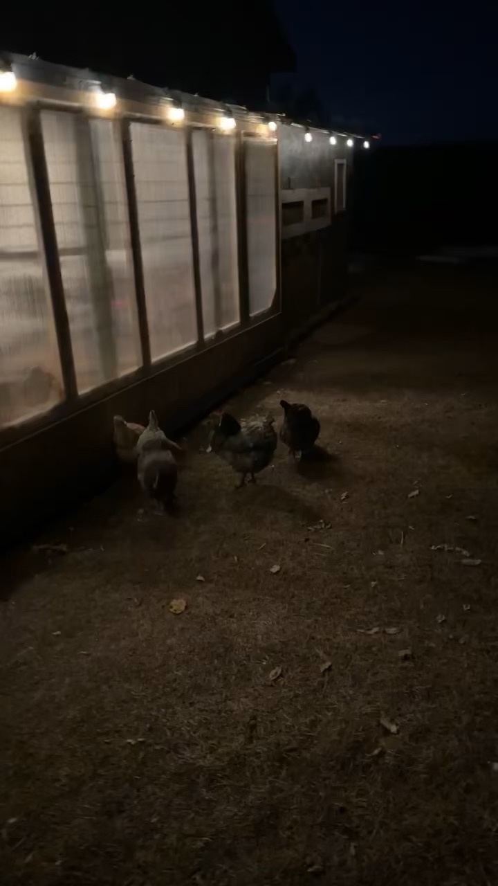Look at Them Loving Their Coop!