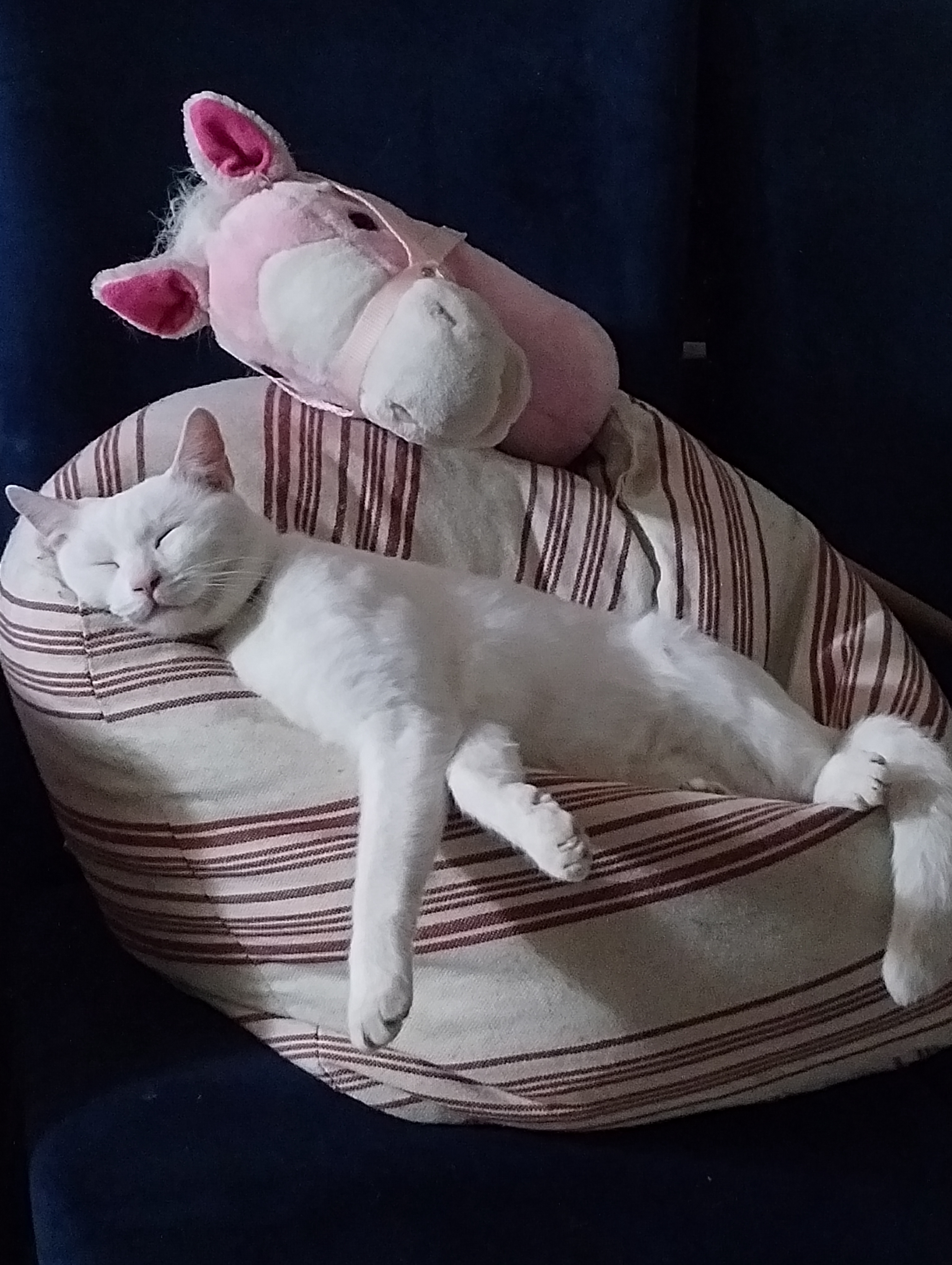 After a Long Day on the Trail, Houston the Ghost Cat and His Trusty Steed Pinky Take a Well-Deserved Nap