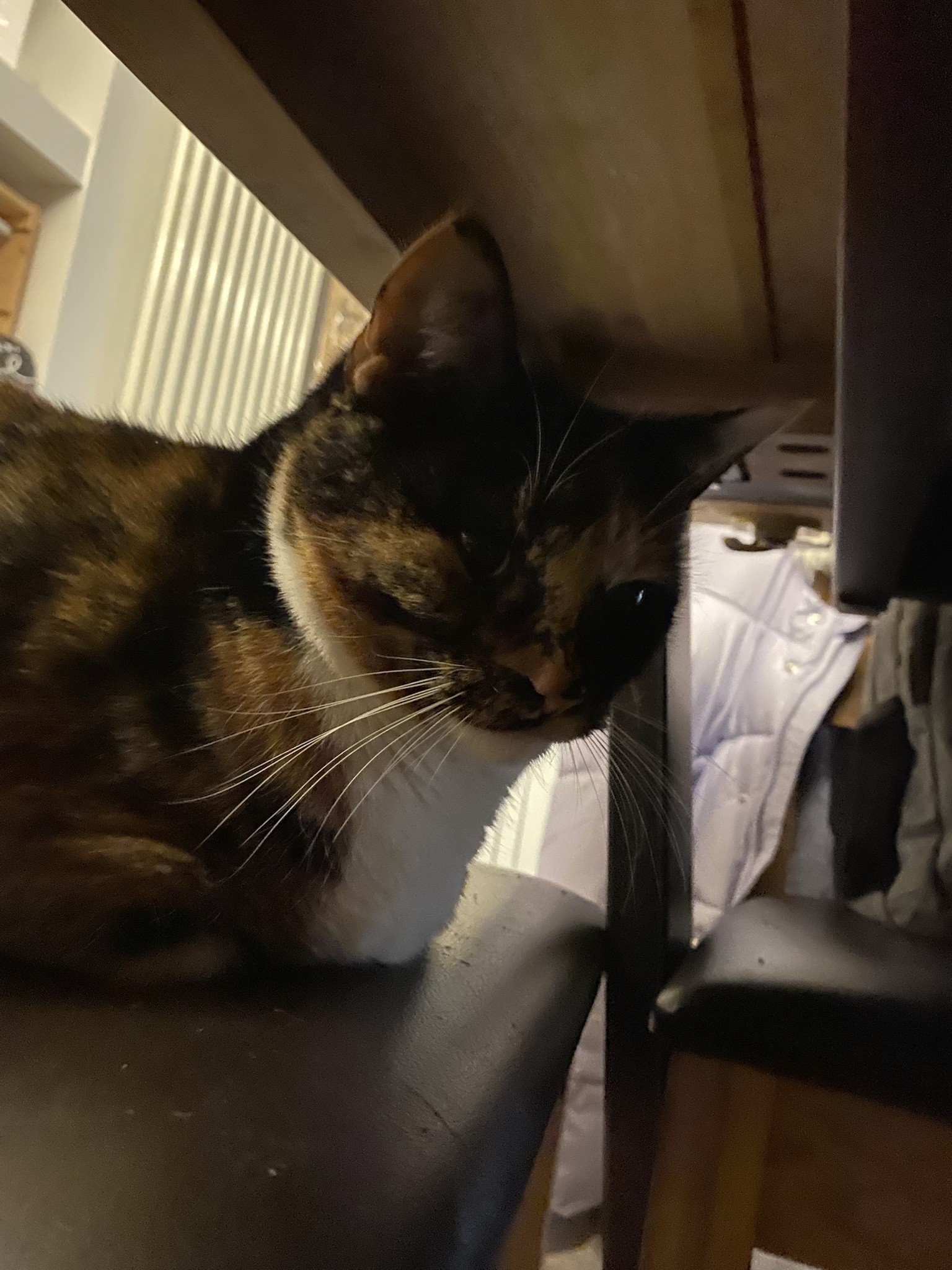 Crumble's Daily Dose of Adorable Pictures