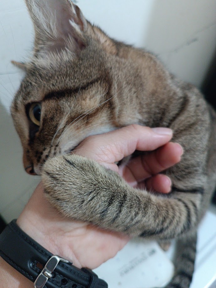 Just a Cat
