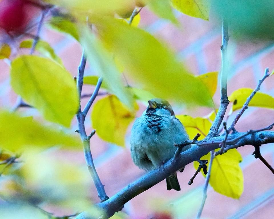 The Enigmatic Bluebird