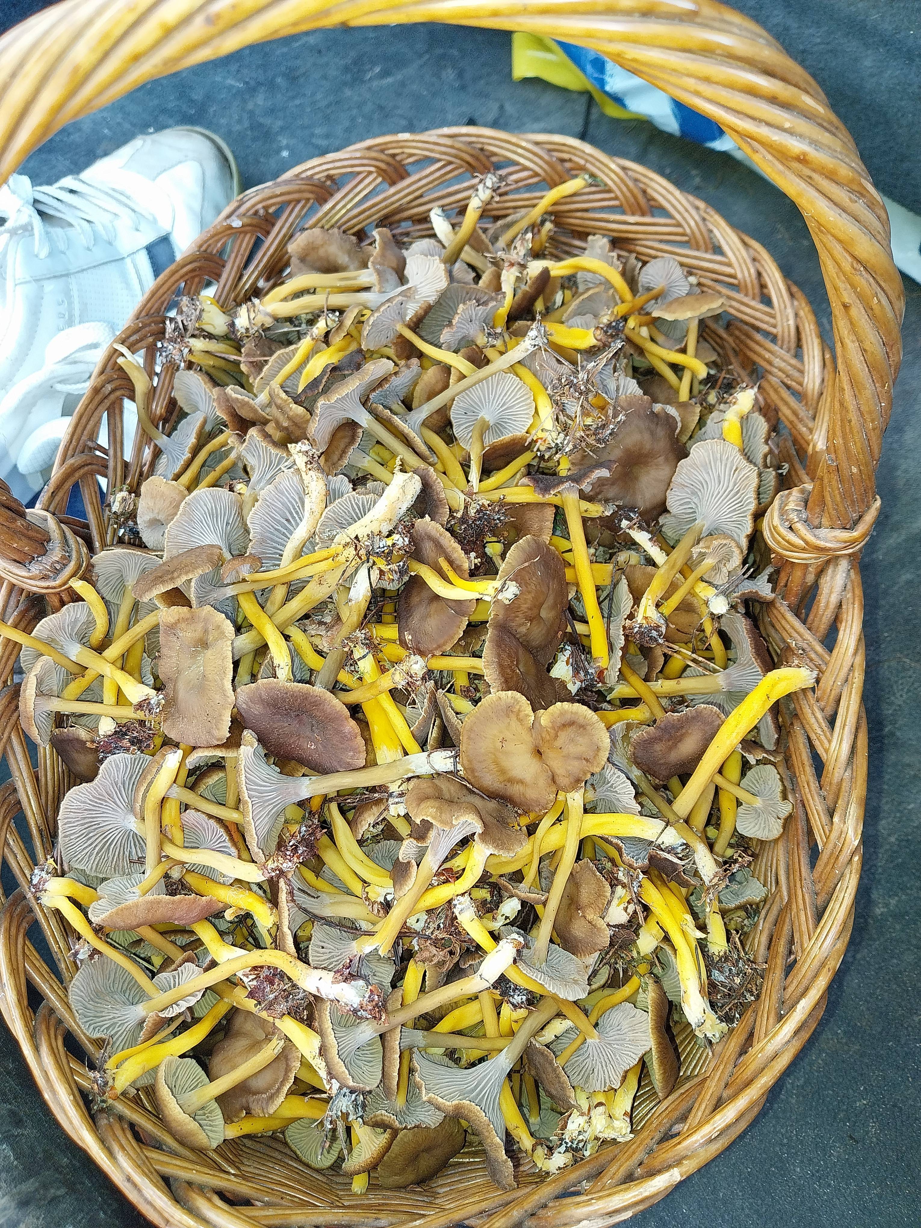 Look What I Discovered in the Forest: A Basket Full of Chanterelles!