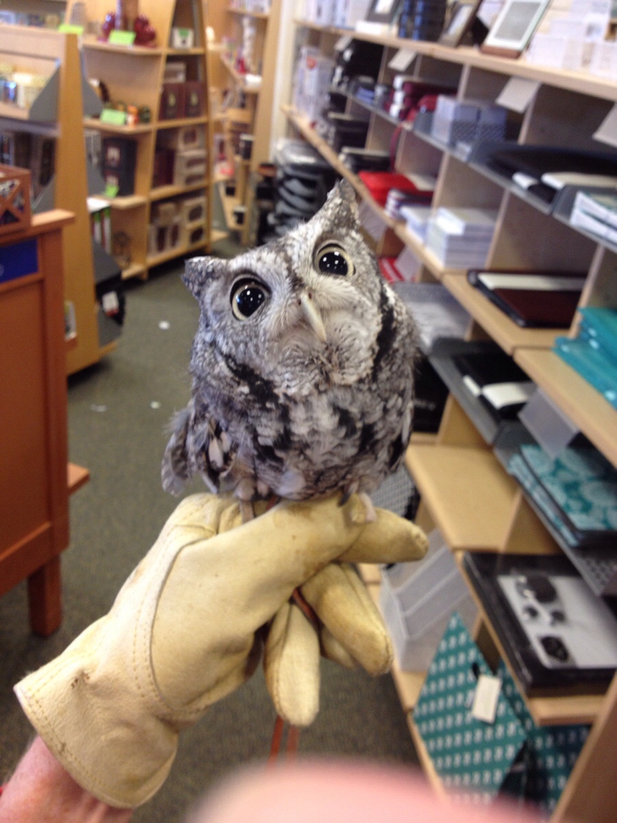 Our bookstore had a special guest today: Meet Otis the visitor!