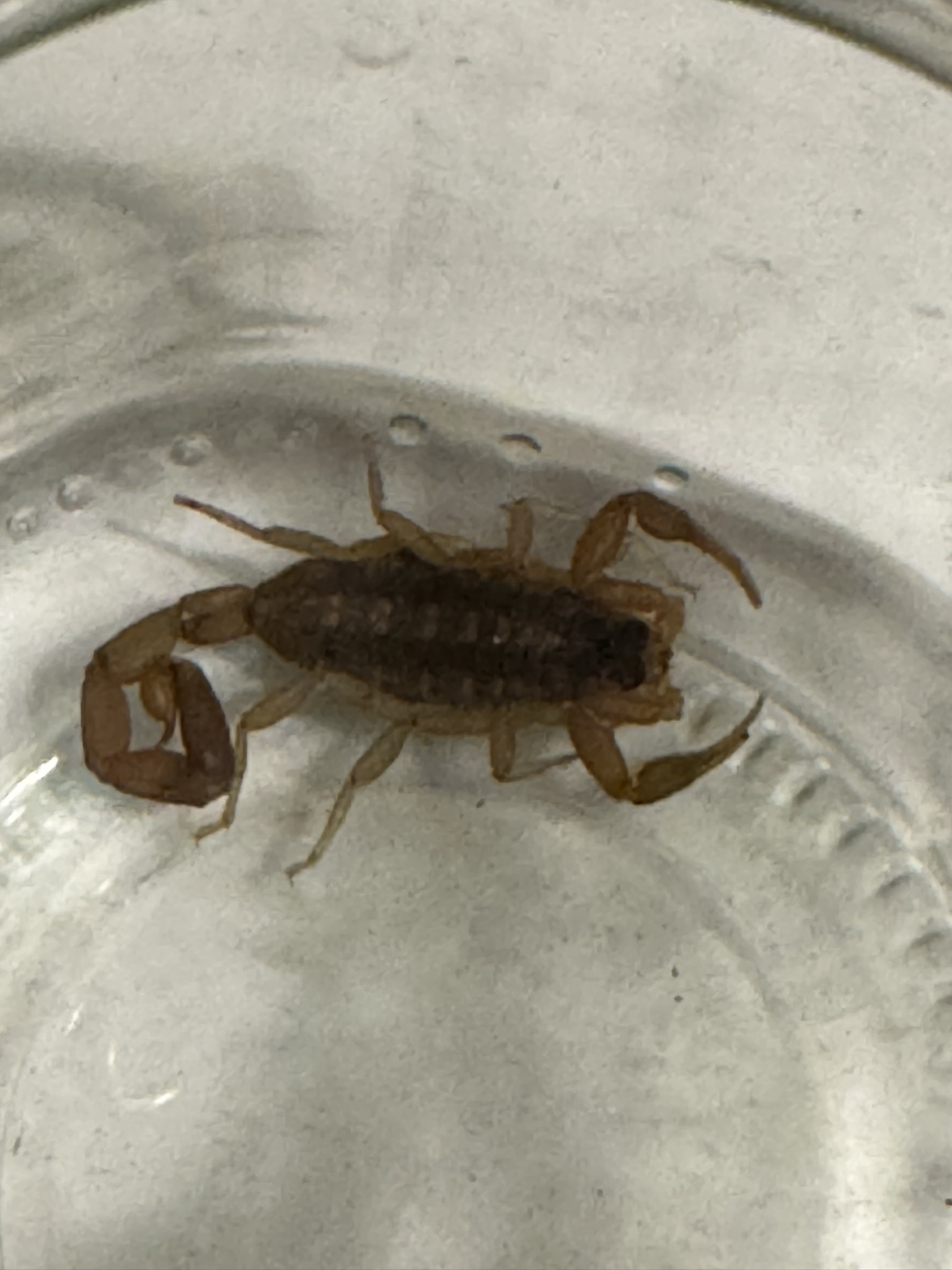The Scorpion's First Day at PreK: A New Adventure