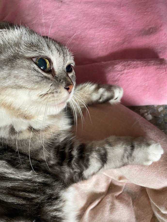 Adorable feline friend