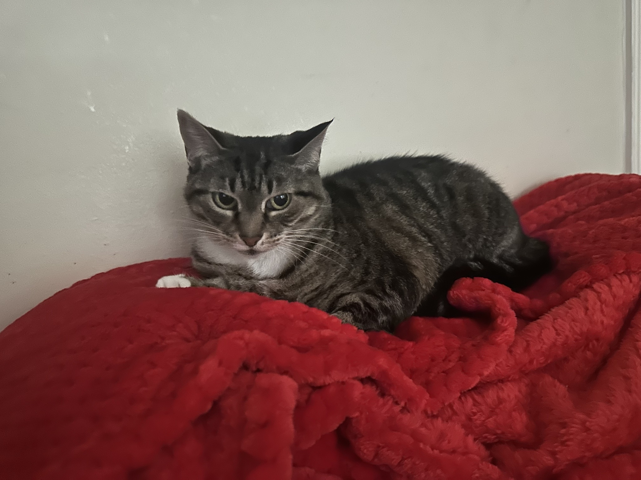 Meet MitZee: The Star of the Show