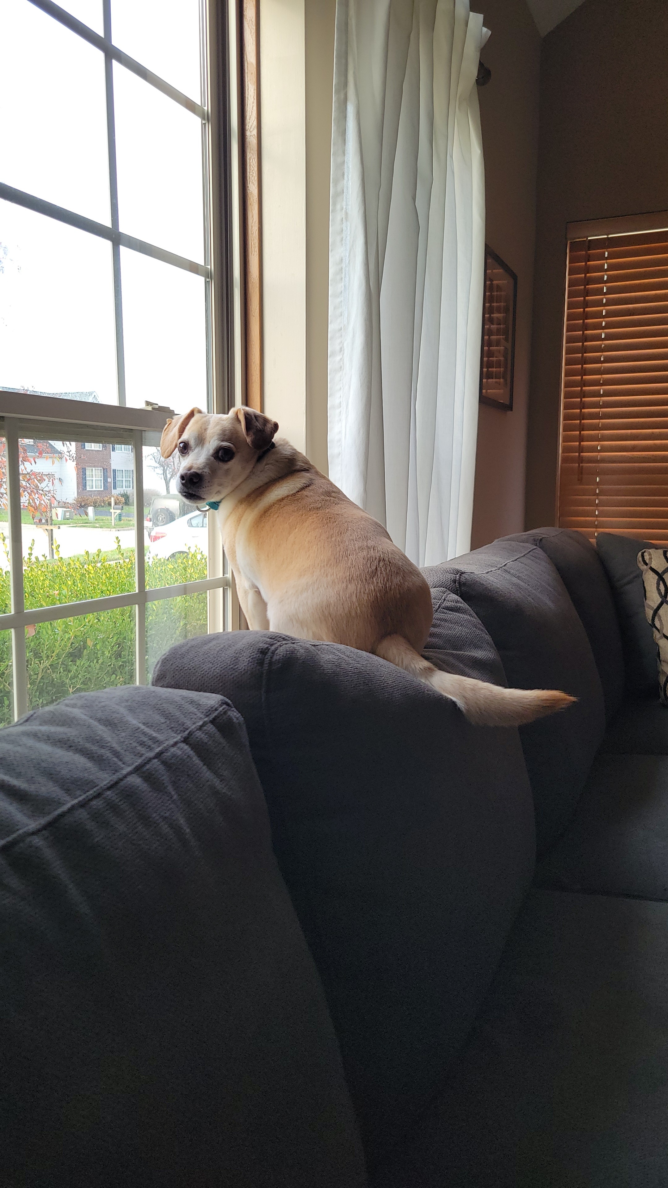 The Loyal Watchdog: Guardian of the Home