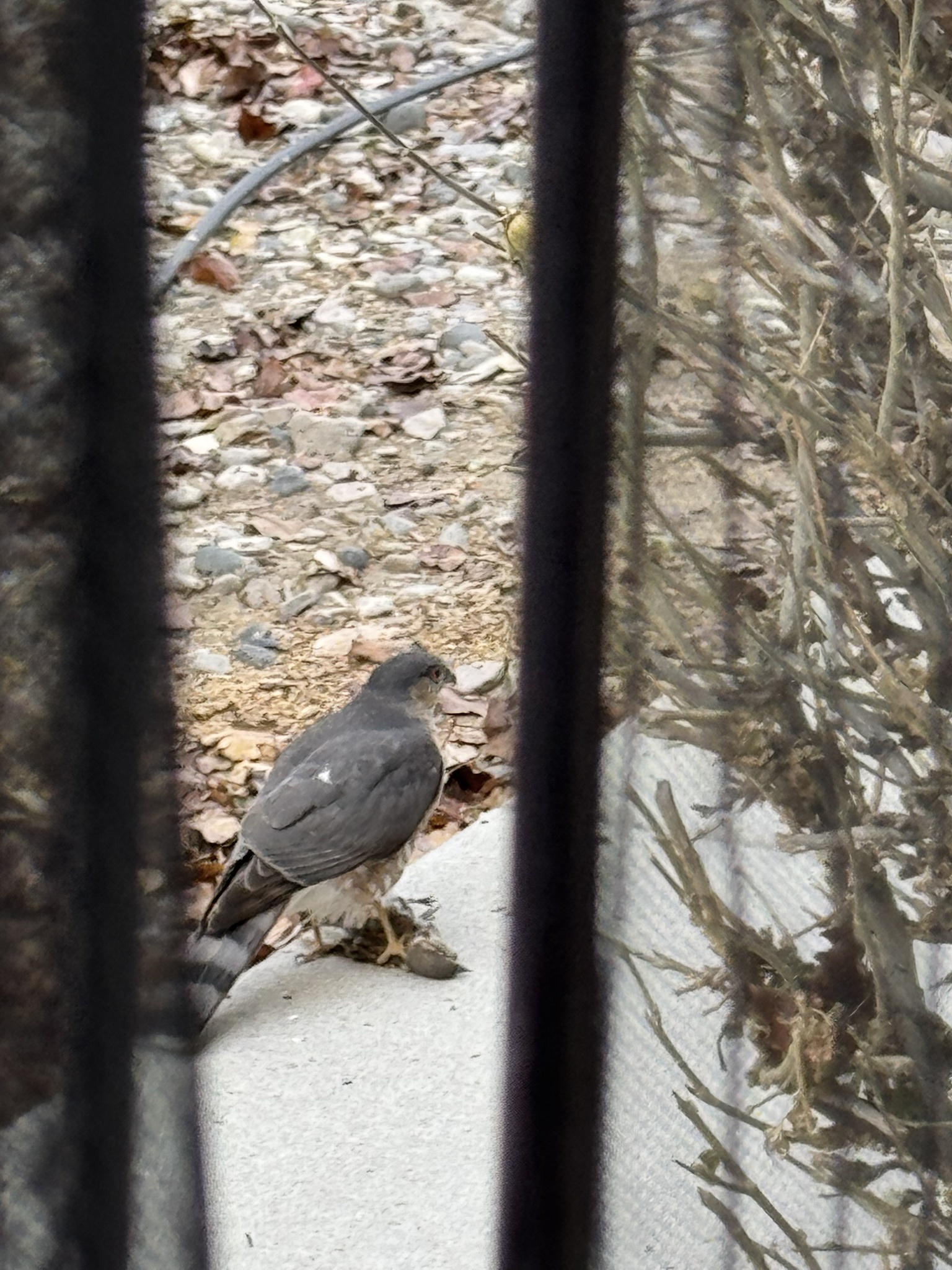 Cooper's Hawk just snagged lunch right from my bird feeders!