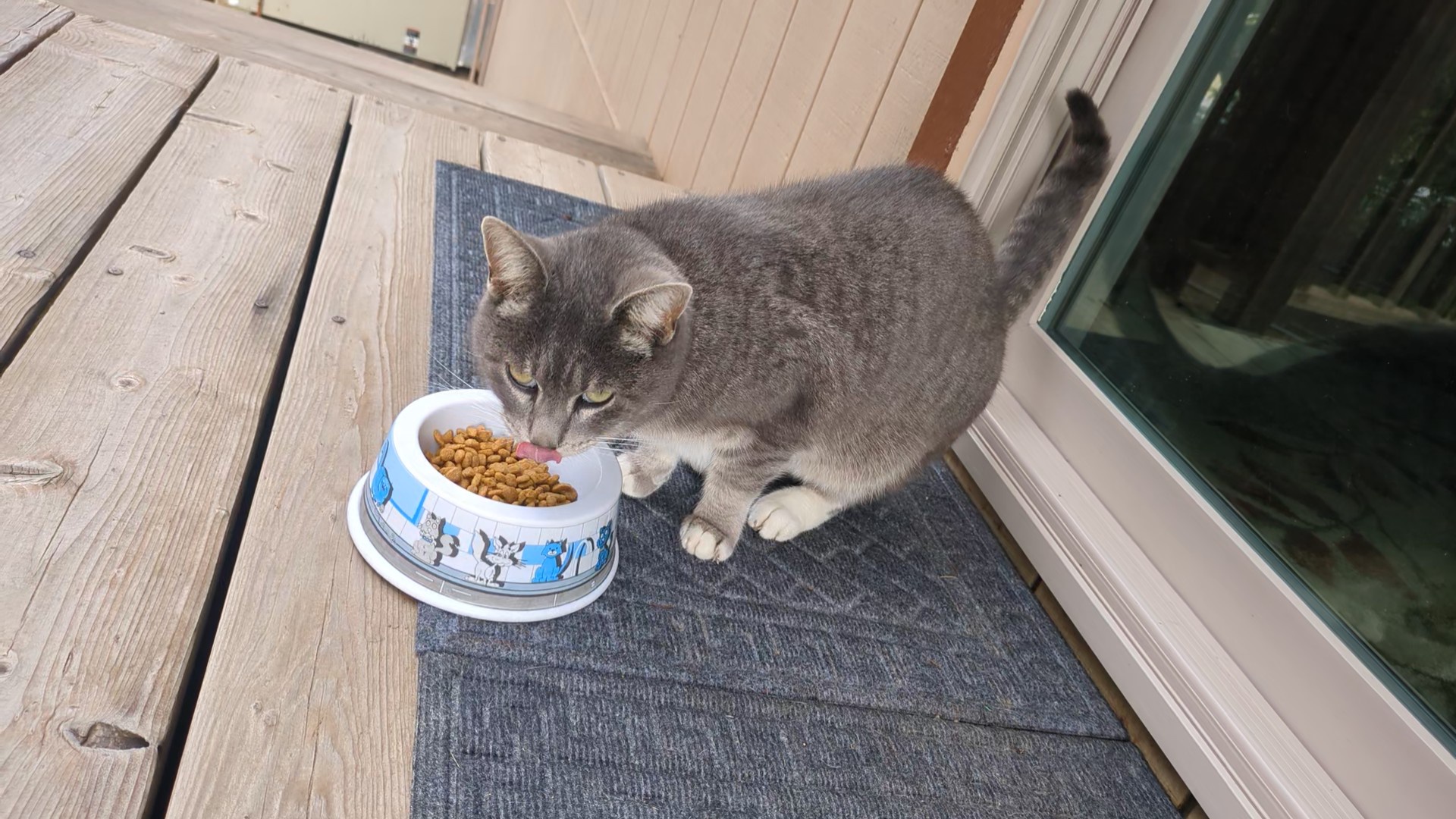 Taking care of Not My Neighbor's Cat while she's away