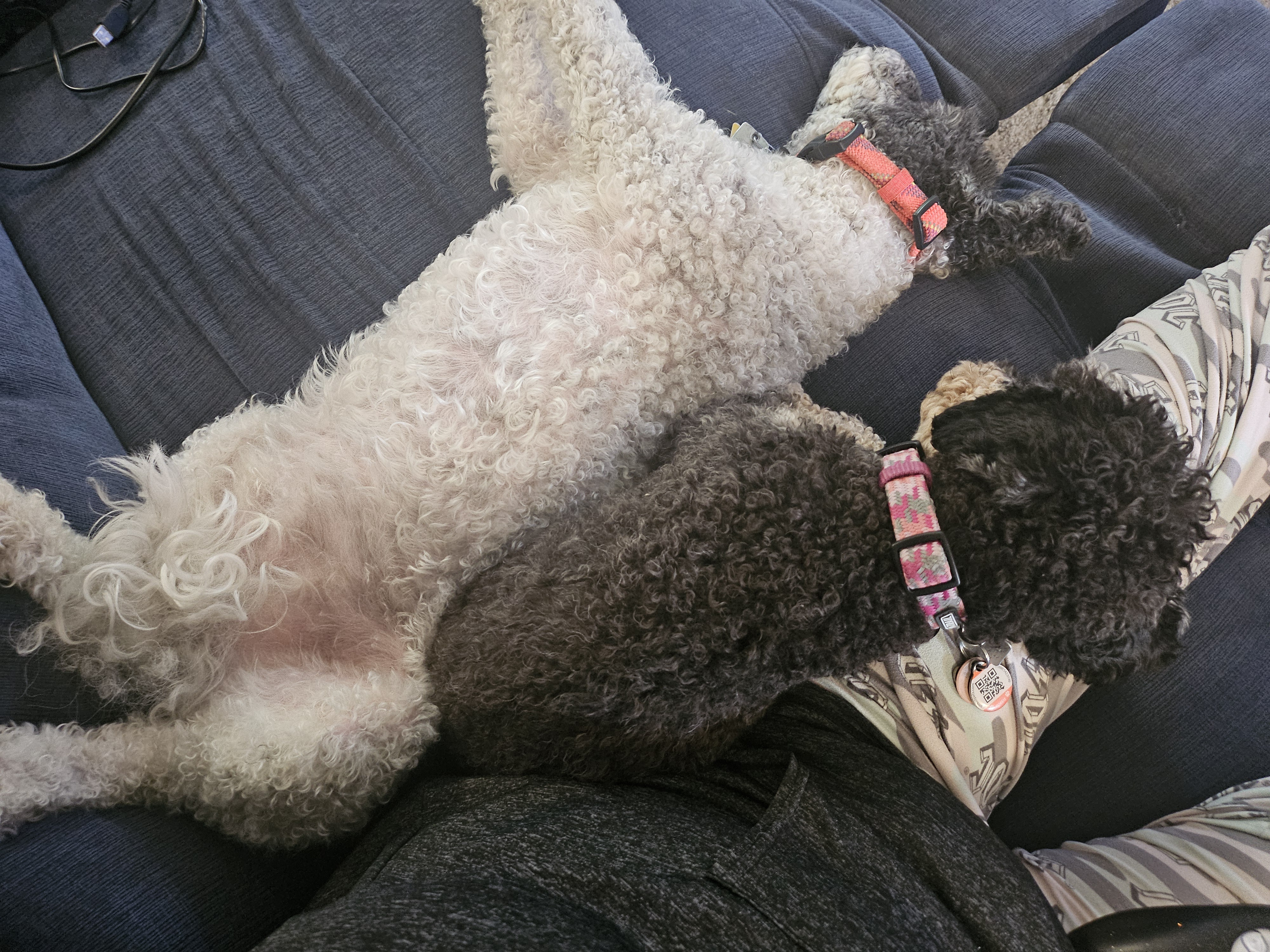 The Loyal Dog: Always by Your Side