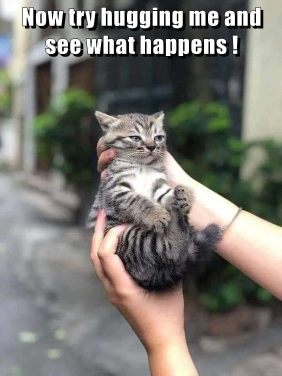 Those piercing eyes say it all, and the claws are ready!