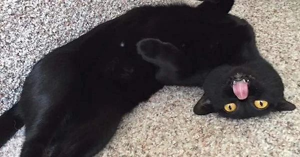 Void has forgotten the art of being a cat!