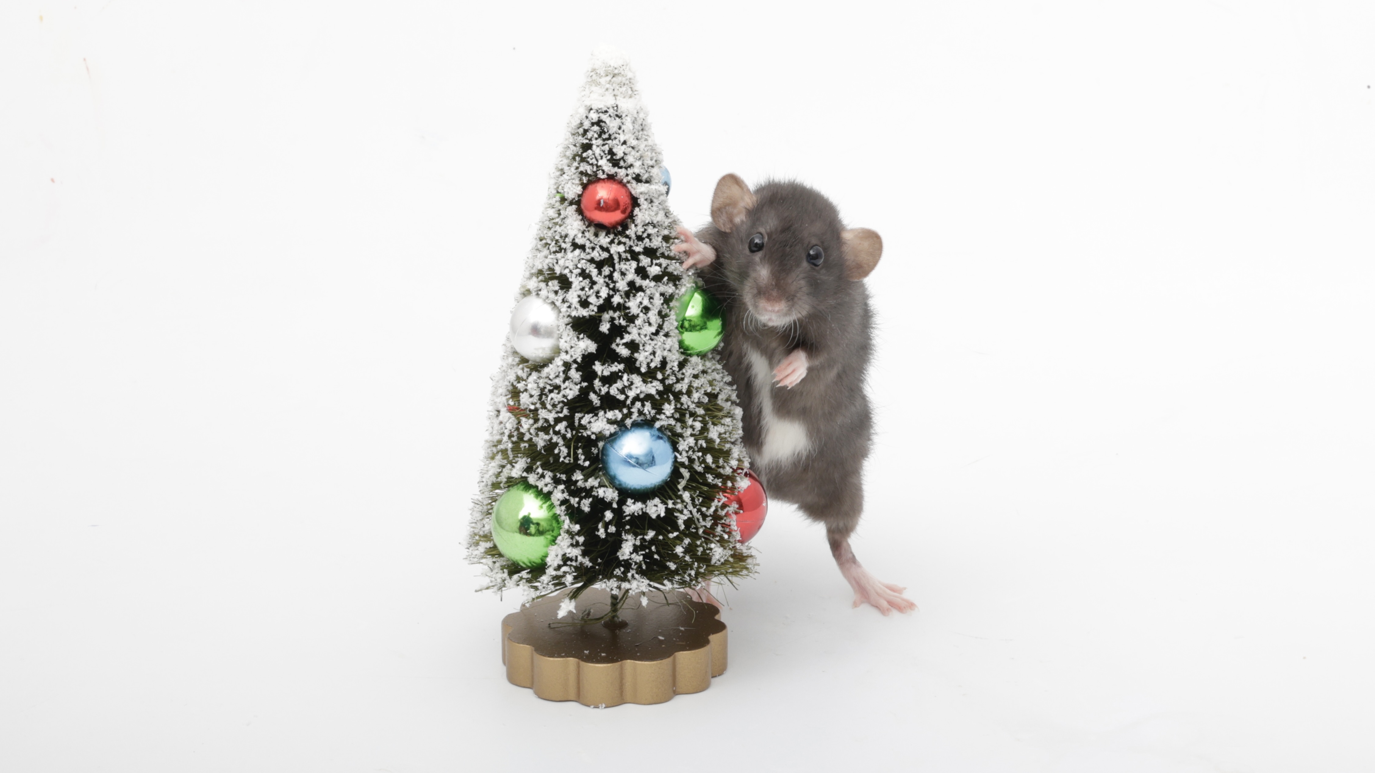 On the 11th Day of Ratmas, My Ratties Gifted Me a Jellybean with a Christmas Tree!