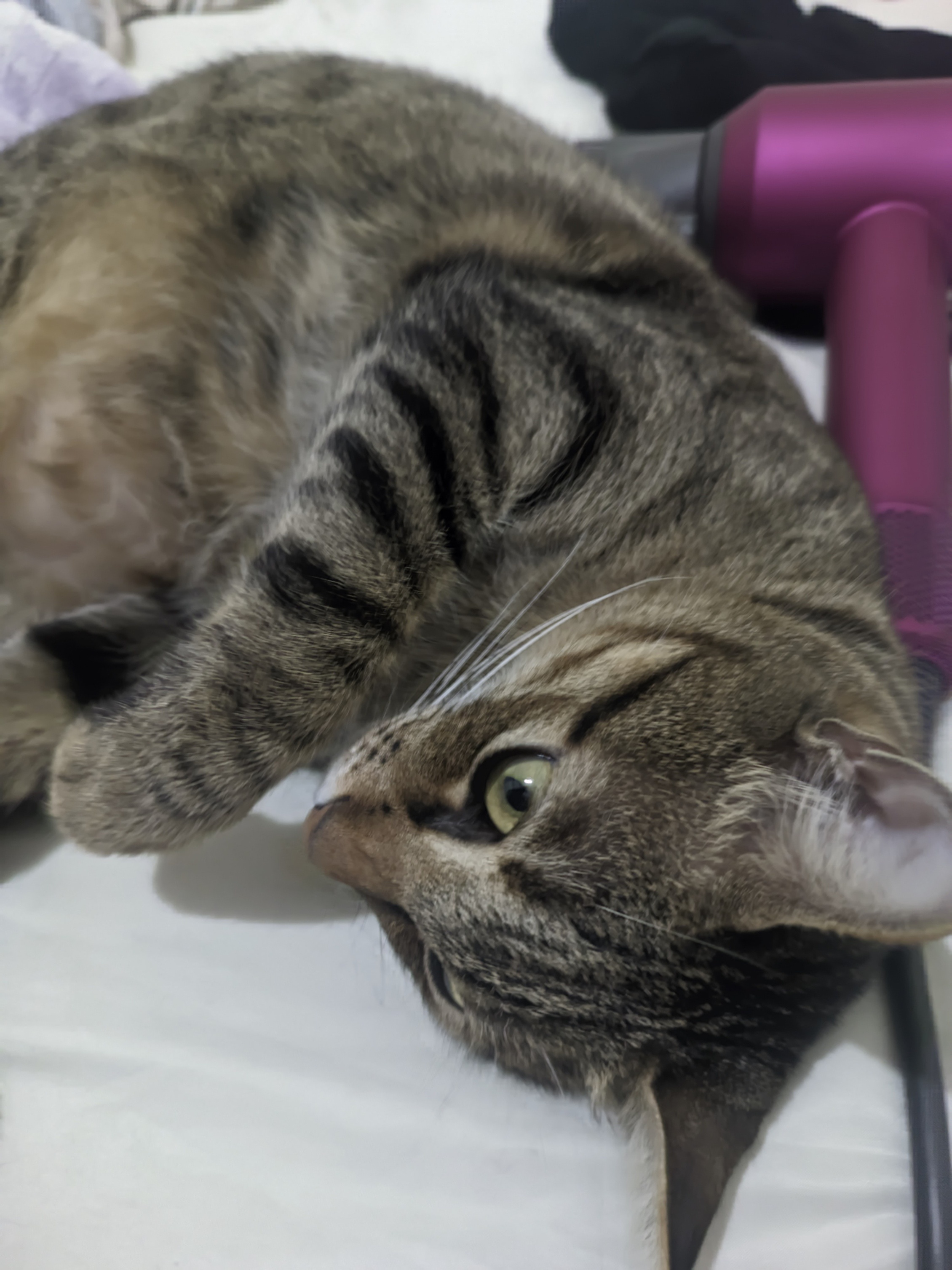 The Internet's Favorite Feline