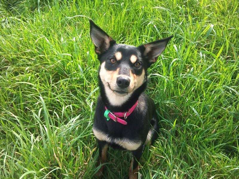 Meet Missy