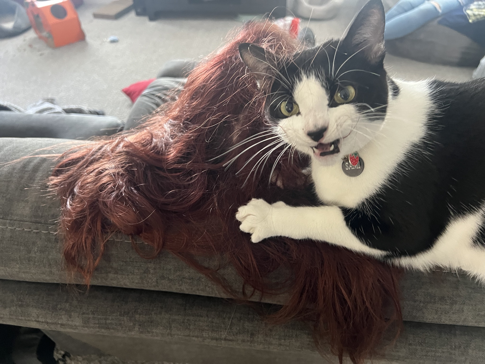Our cat has a special affection for my wife's hair