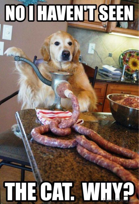 The Ultimate Dog Meme: A Pawsitively Hilarious Moment