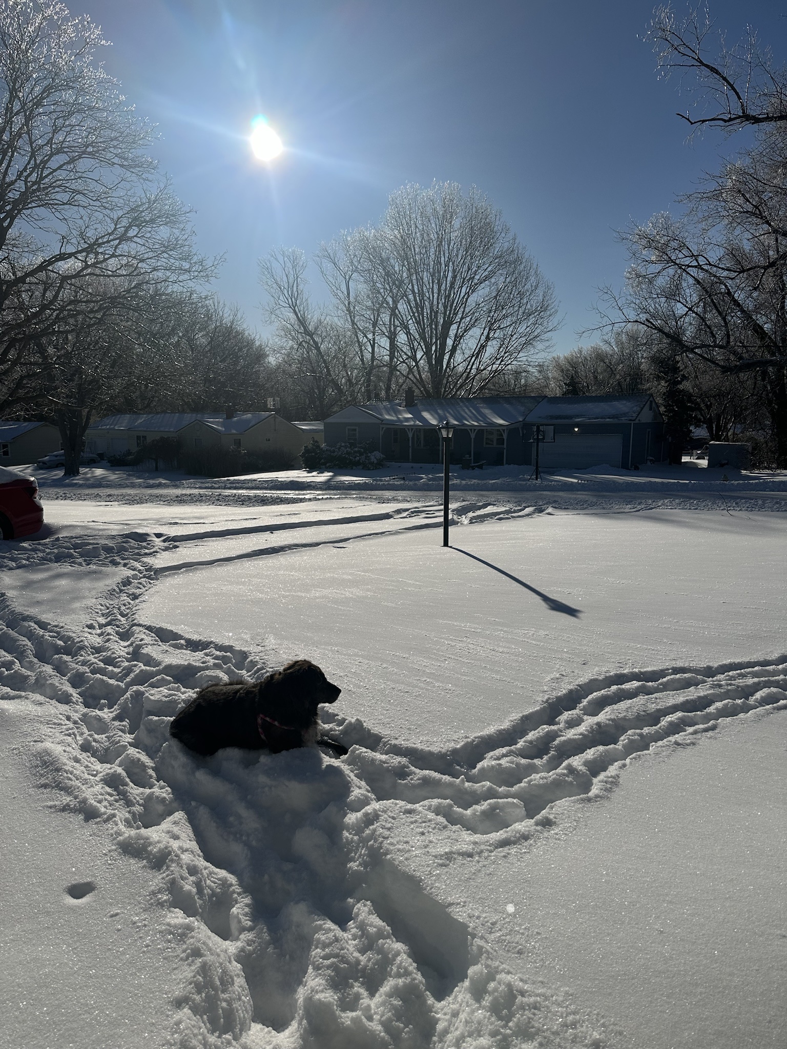 Emerging from Hibernation: The Kansas City Brown Bear Relishes a Snowy Rest