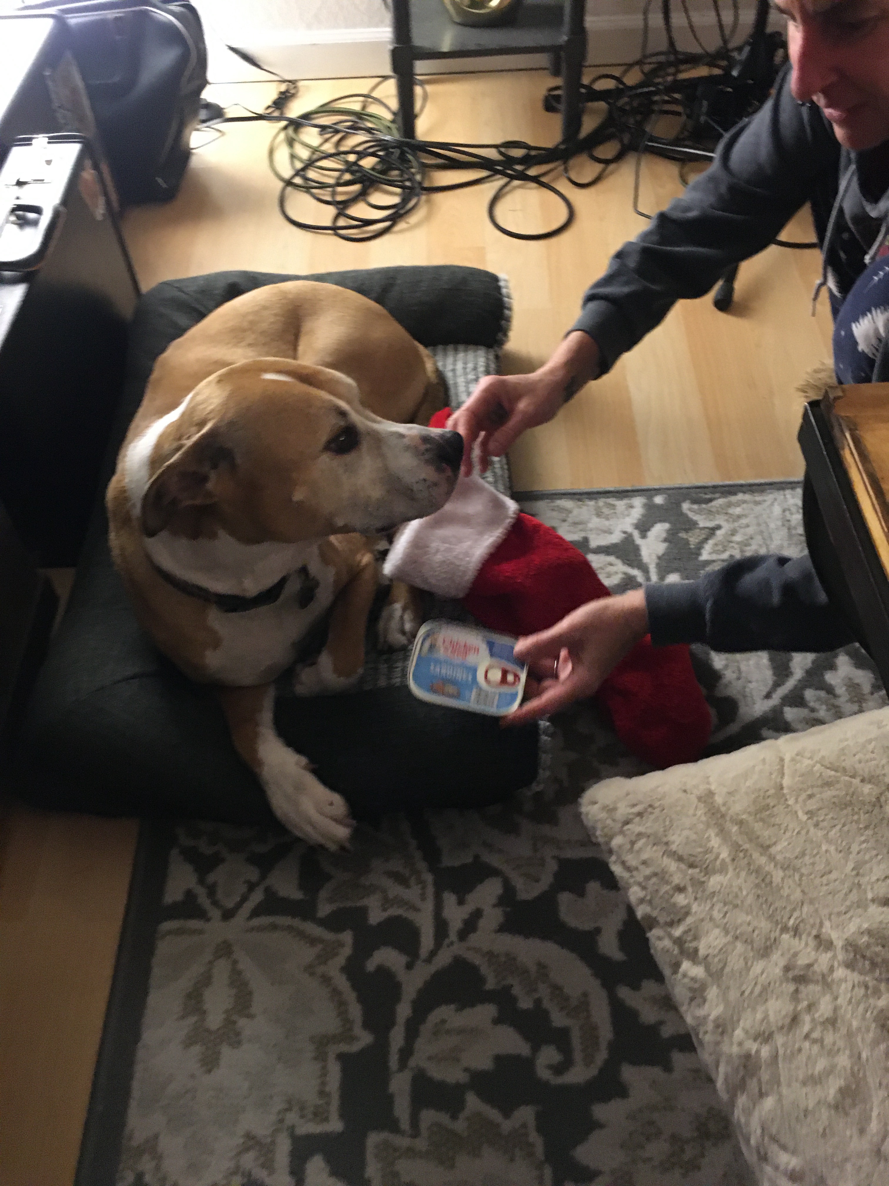 Check Out What My Dog Mazarati Received for Christmas!