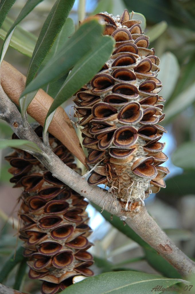 Is This Team Pinecone or What?