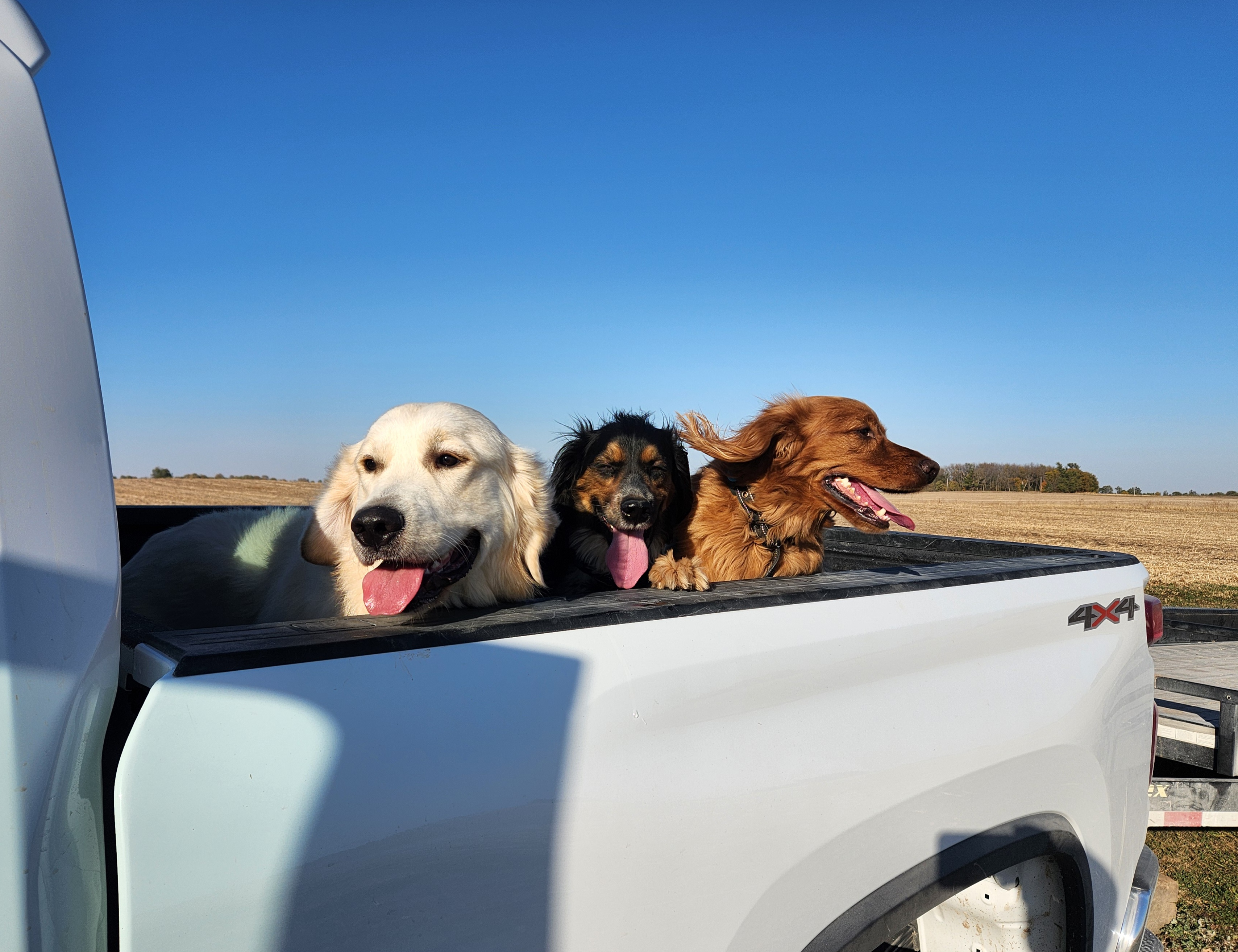 A whole truck filled with adorable dogs!