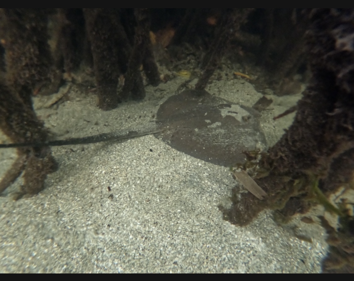 A Stingray's Journey Through the Mangrove: Nature's Wonders