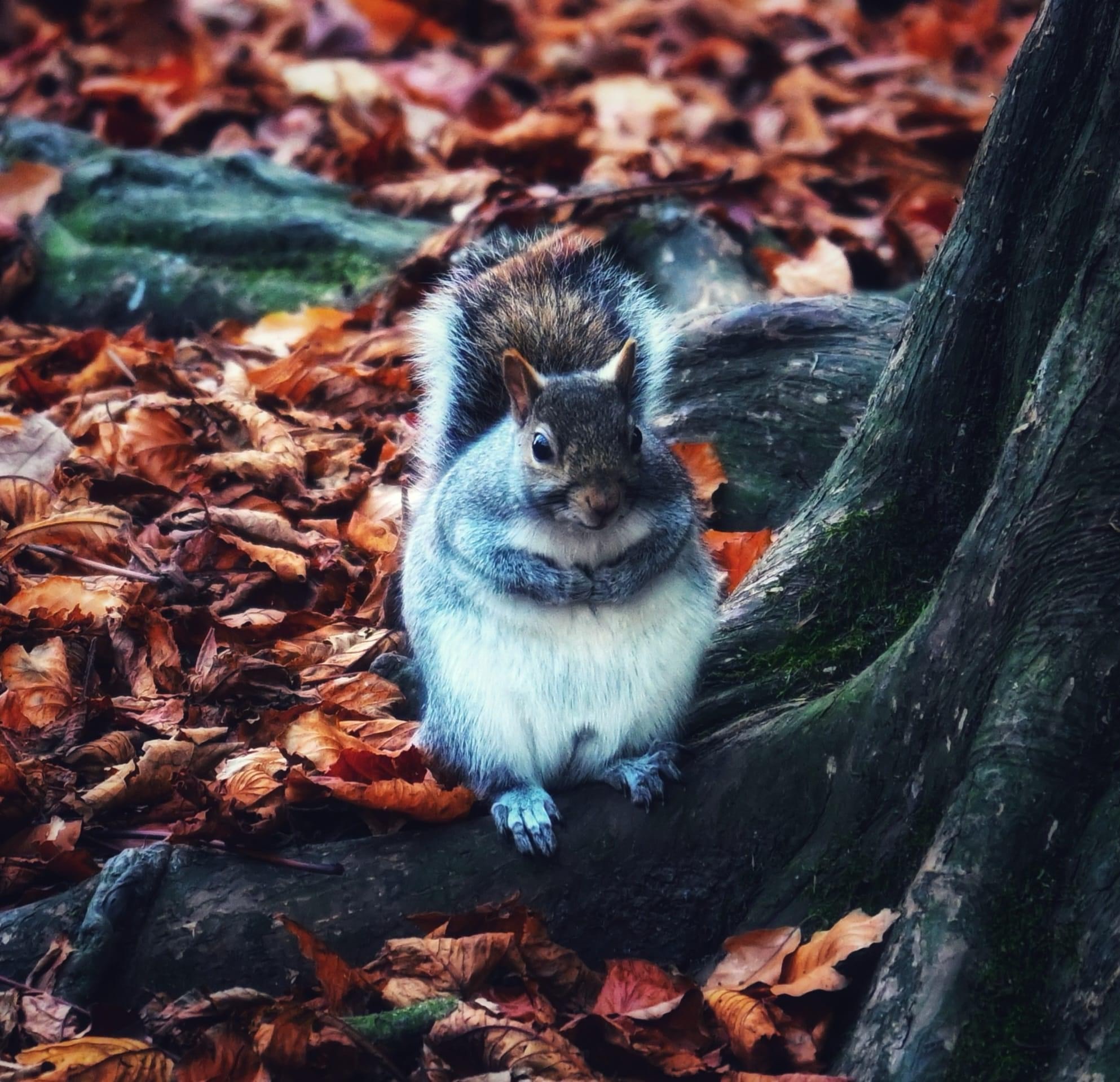 Adorable Squirrel Spotted!